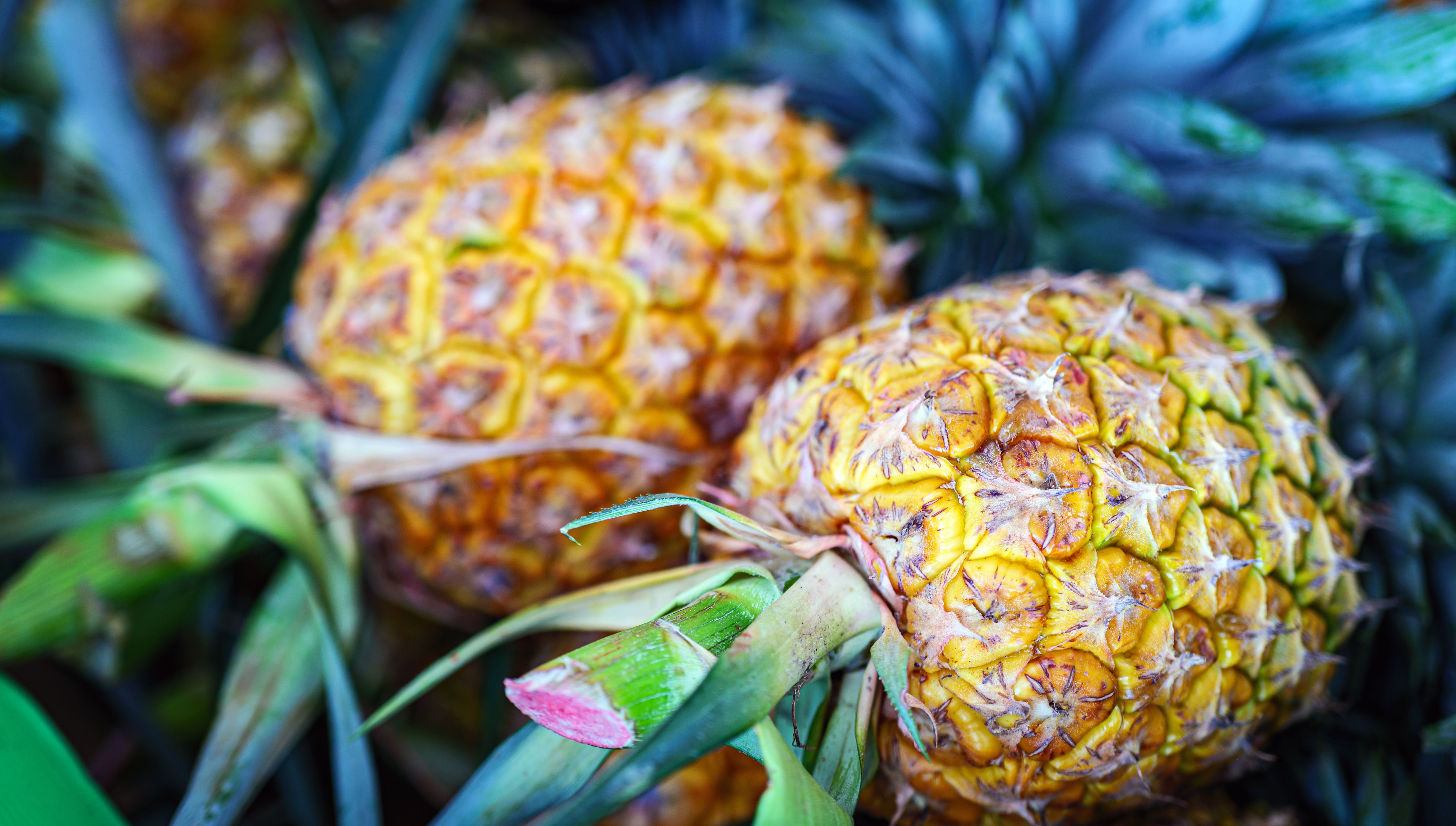 tropical fruits