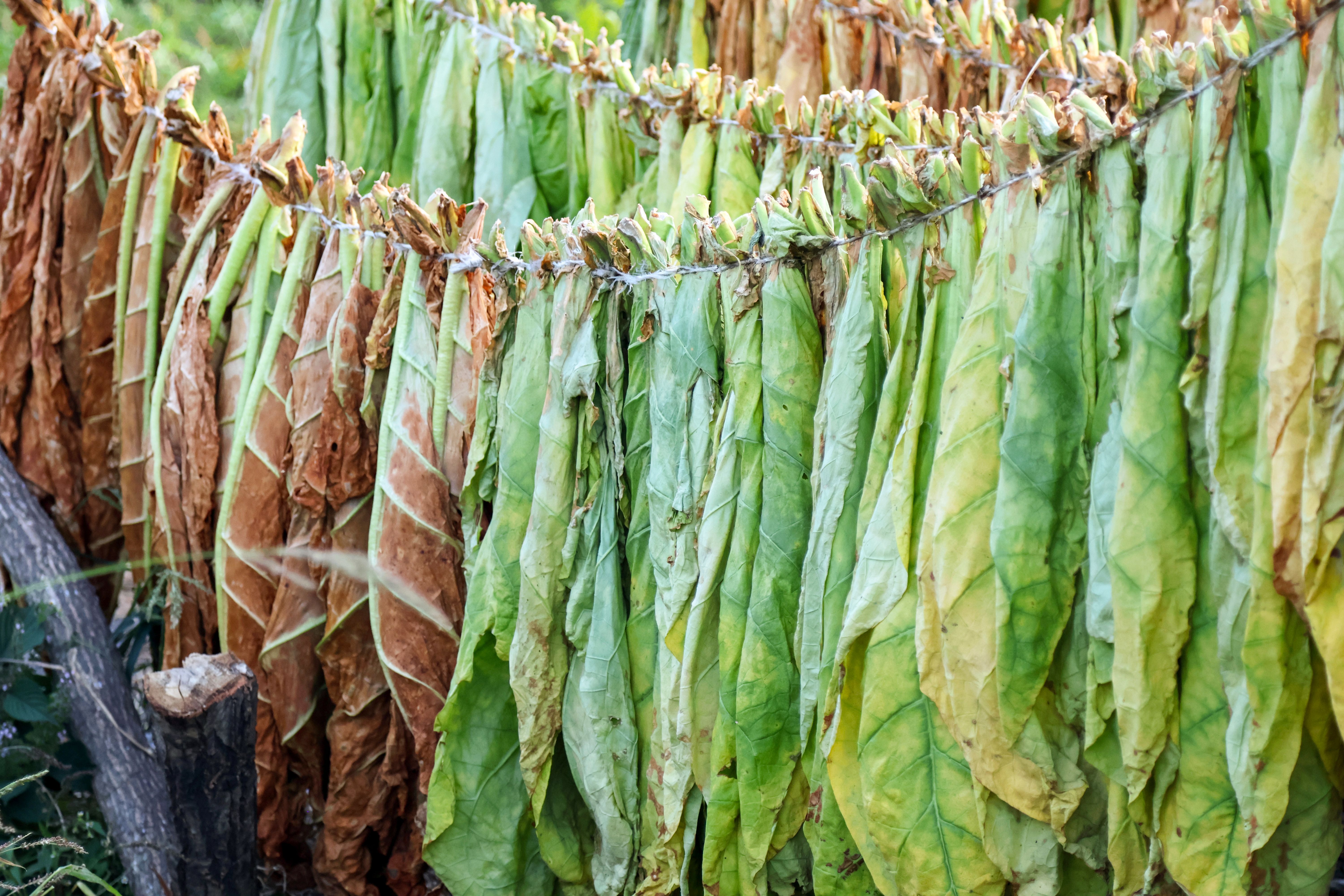 tobacco leaves
