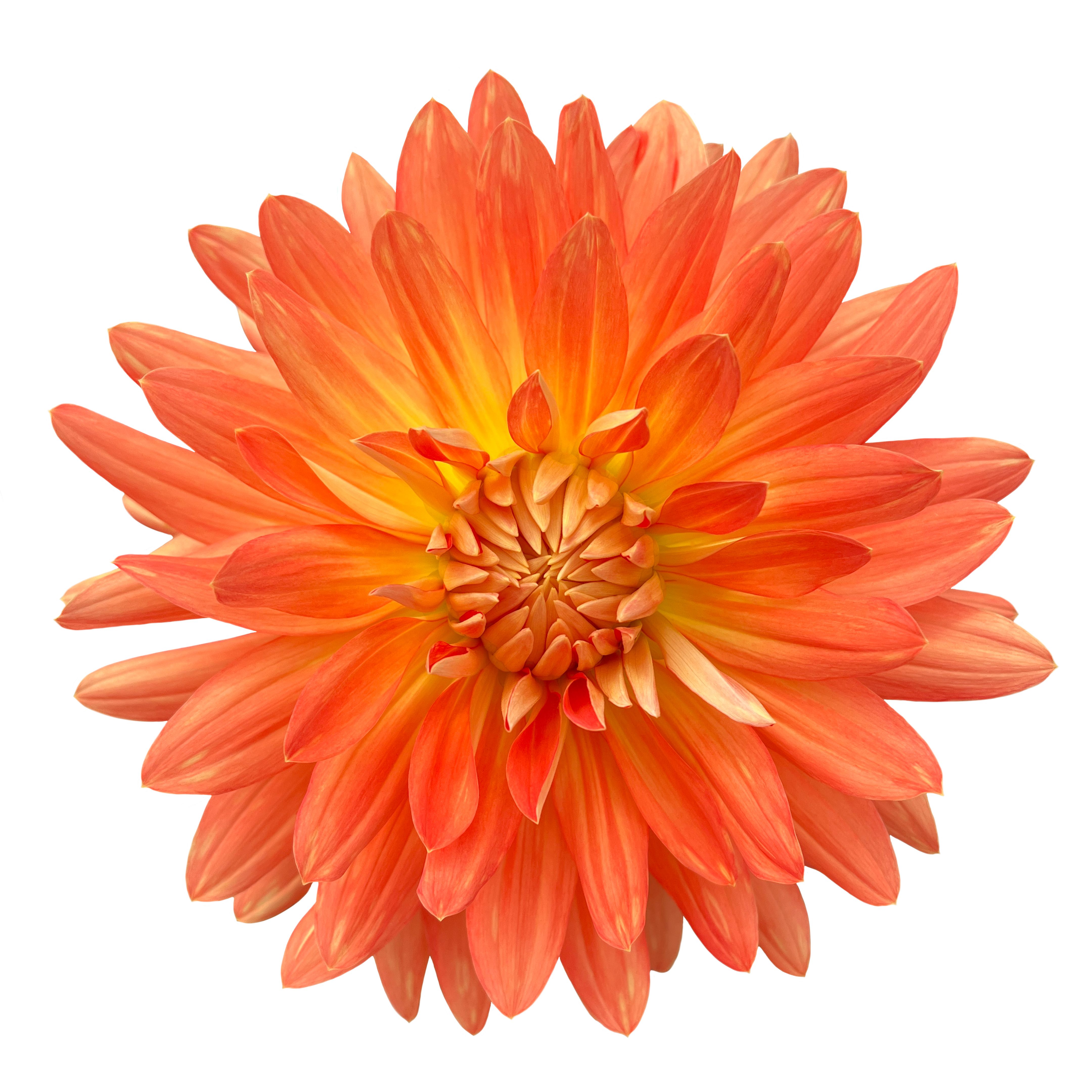Orange and Yellow Dahlia Isolated Macro Closeup on White Background