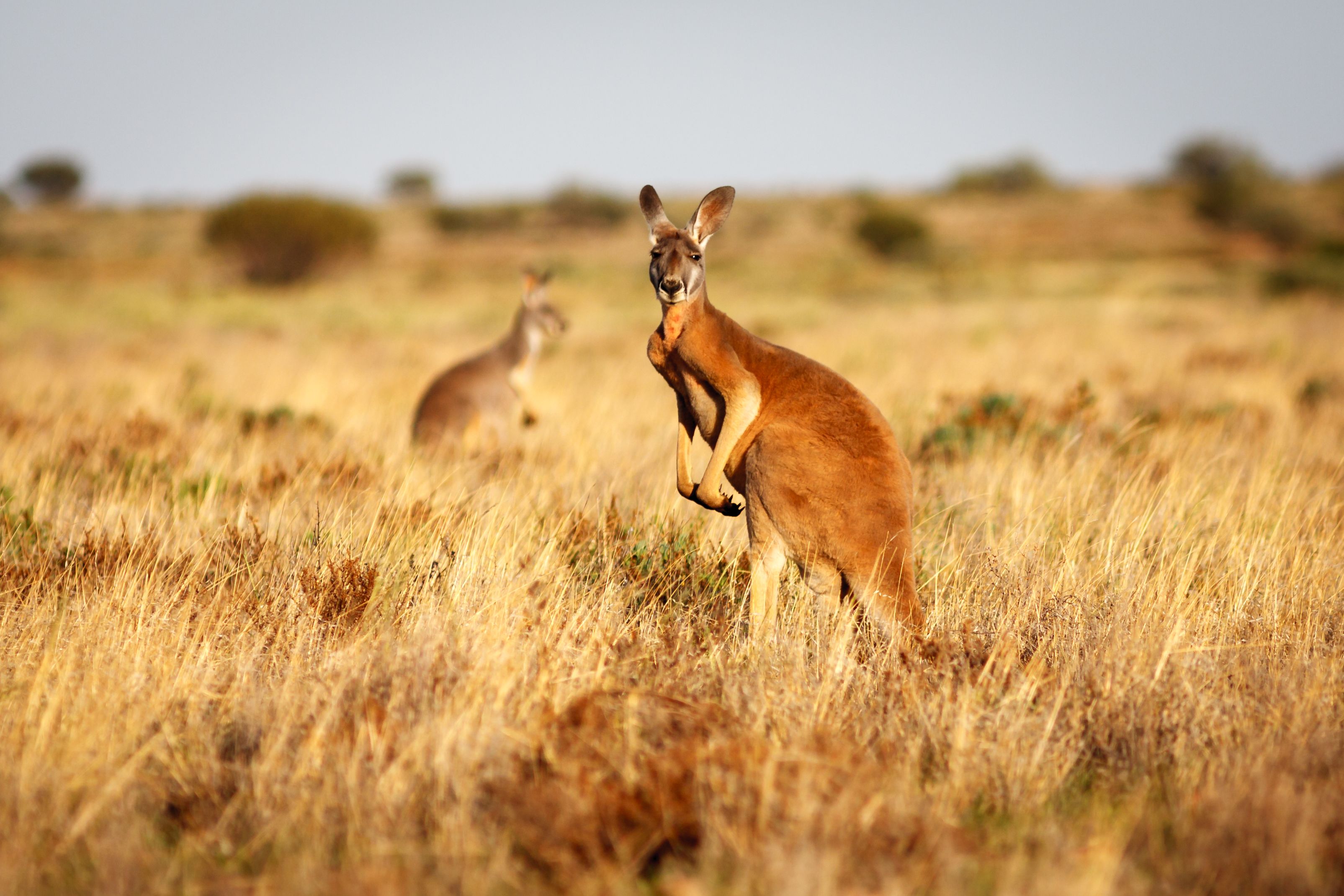Australian outback food