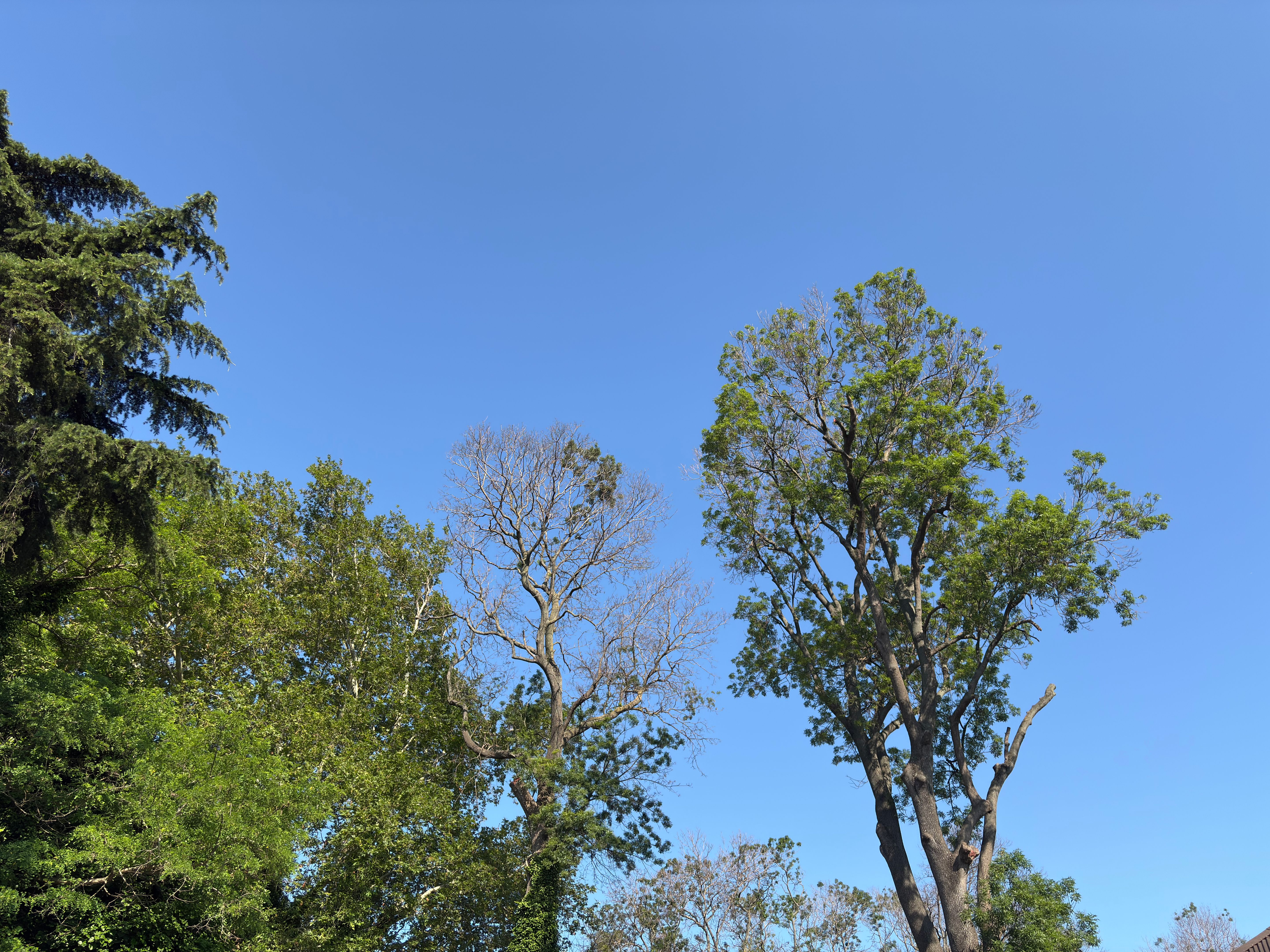 tree crown reduction