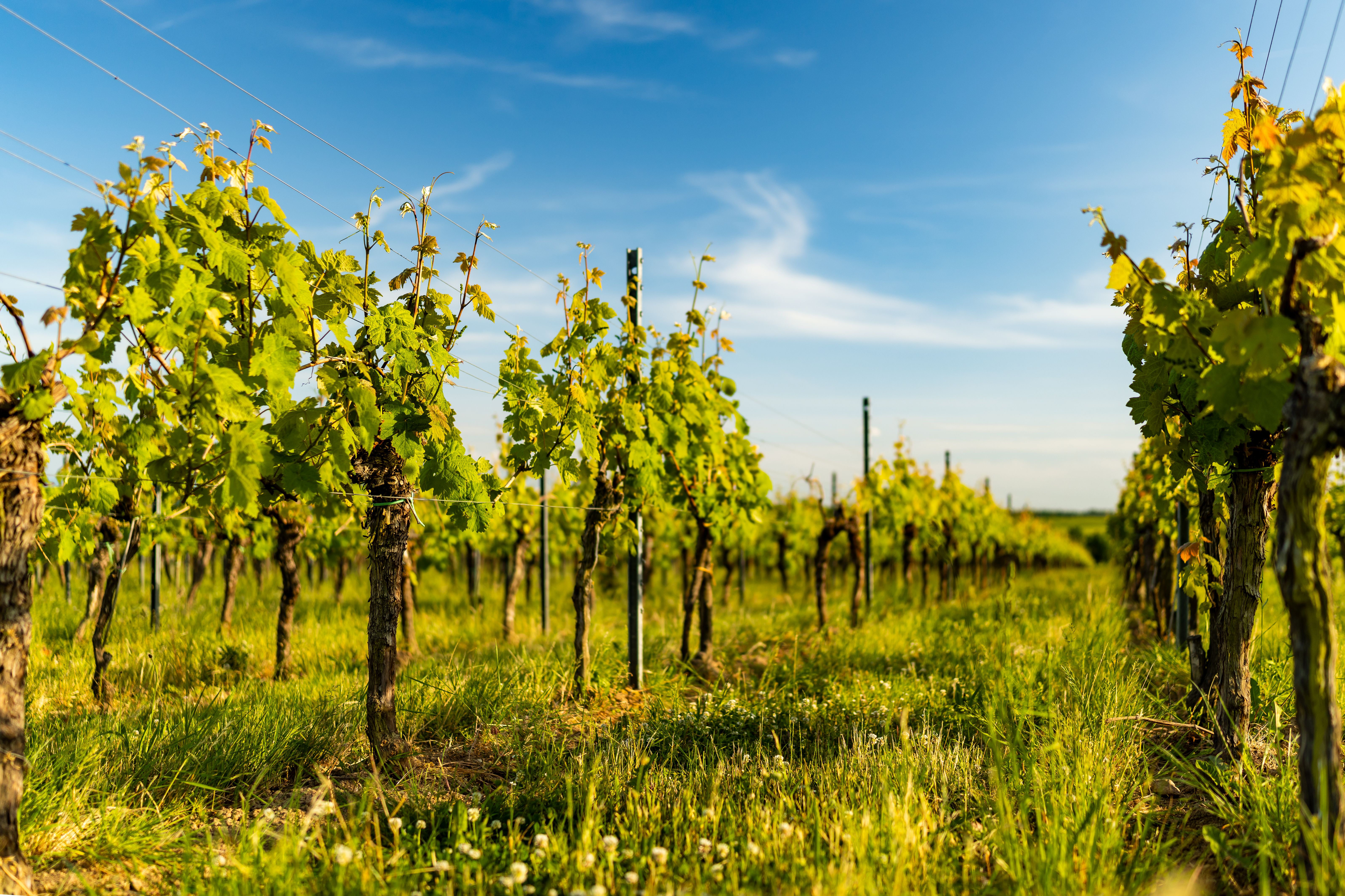sustainable vineyard