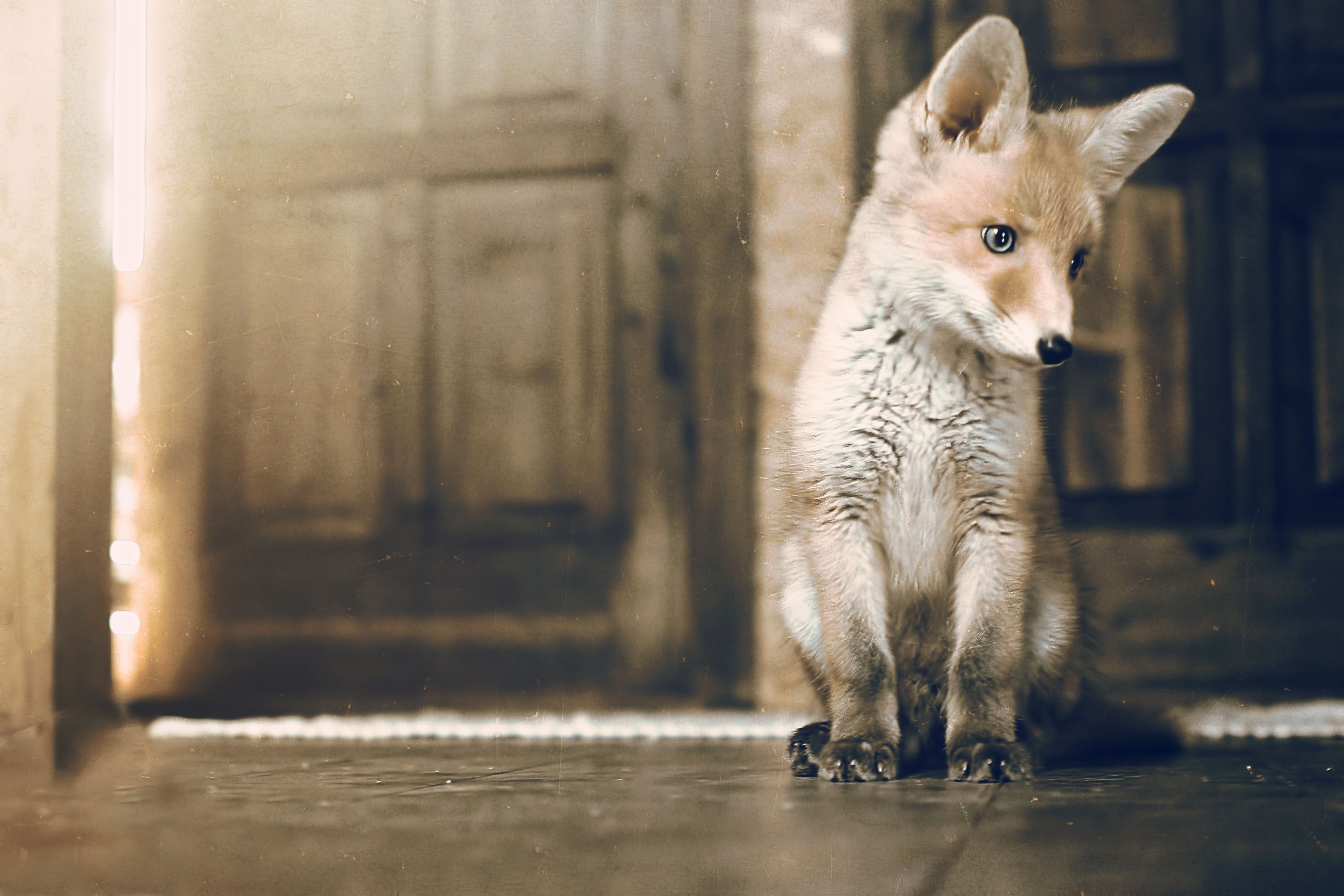 hungarian film poster