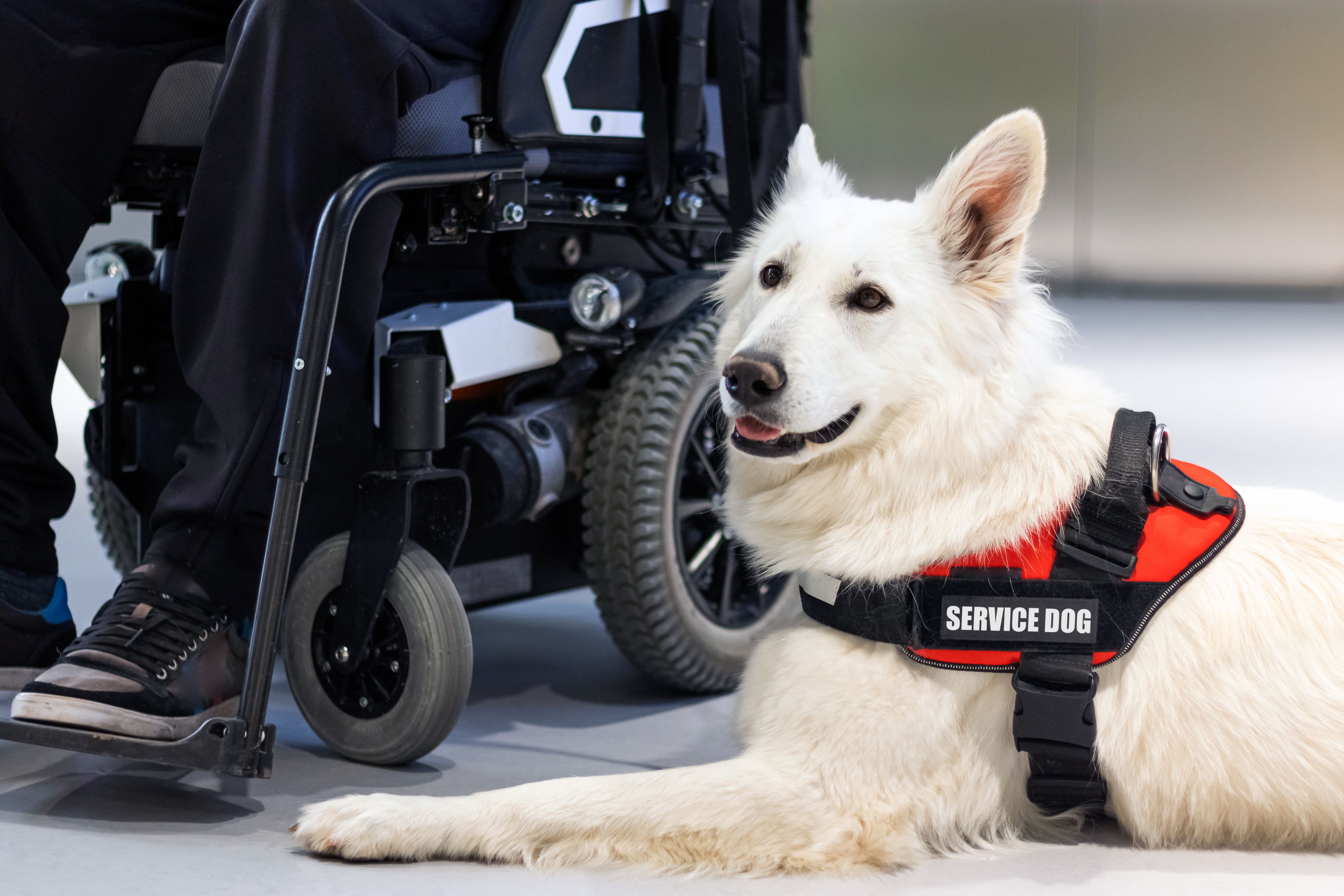 service dog care