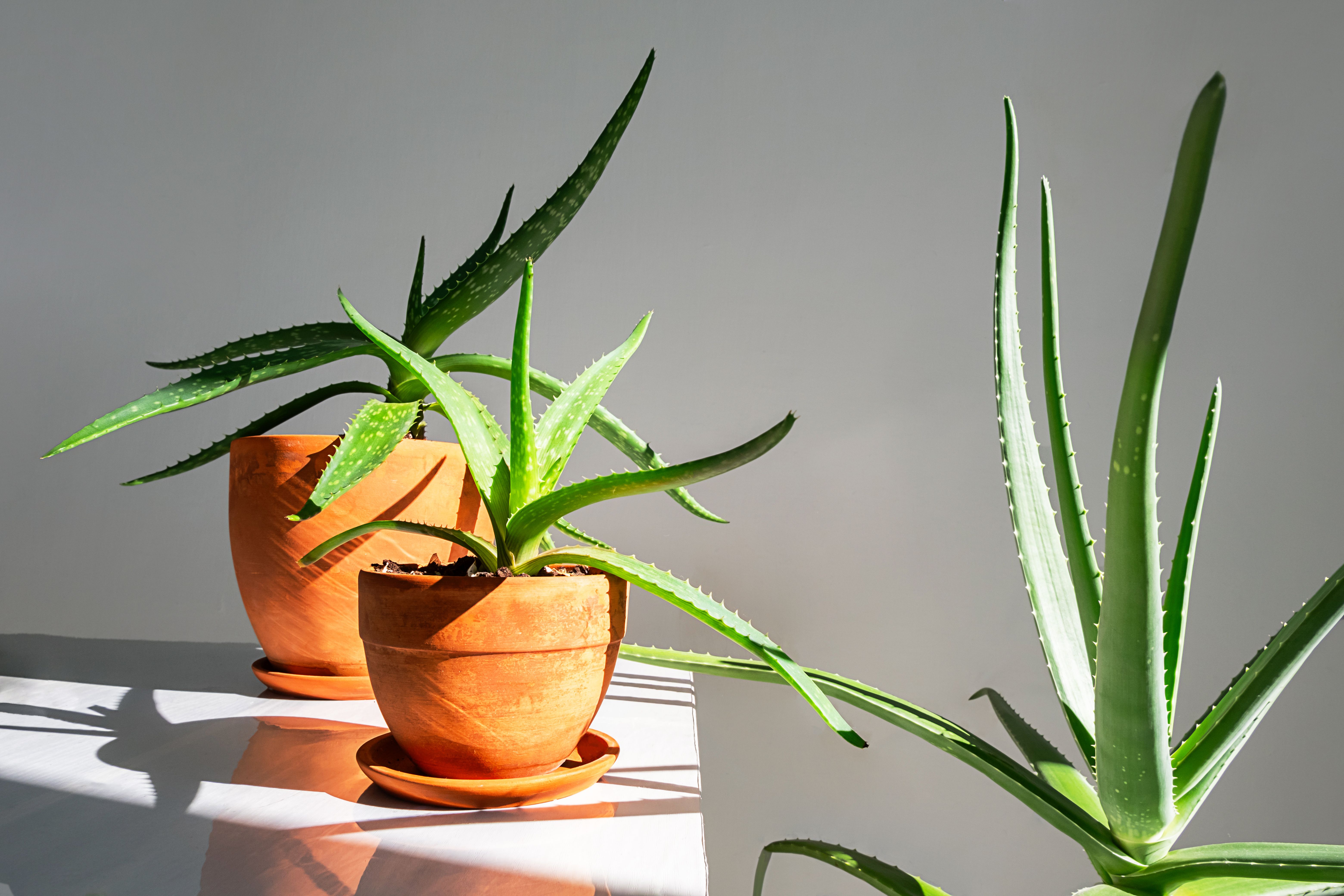 aloe vera