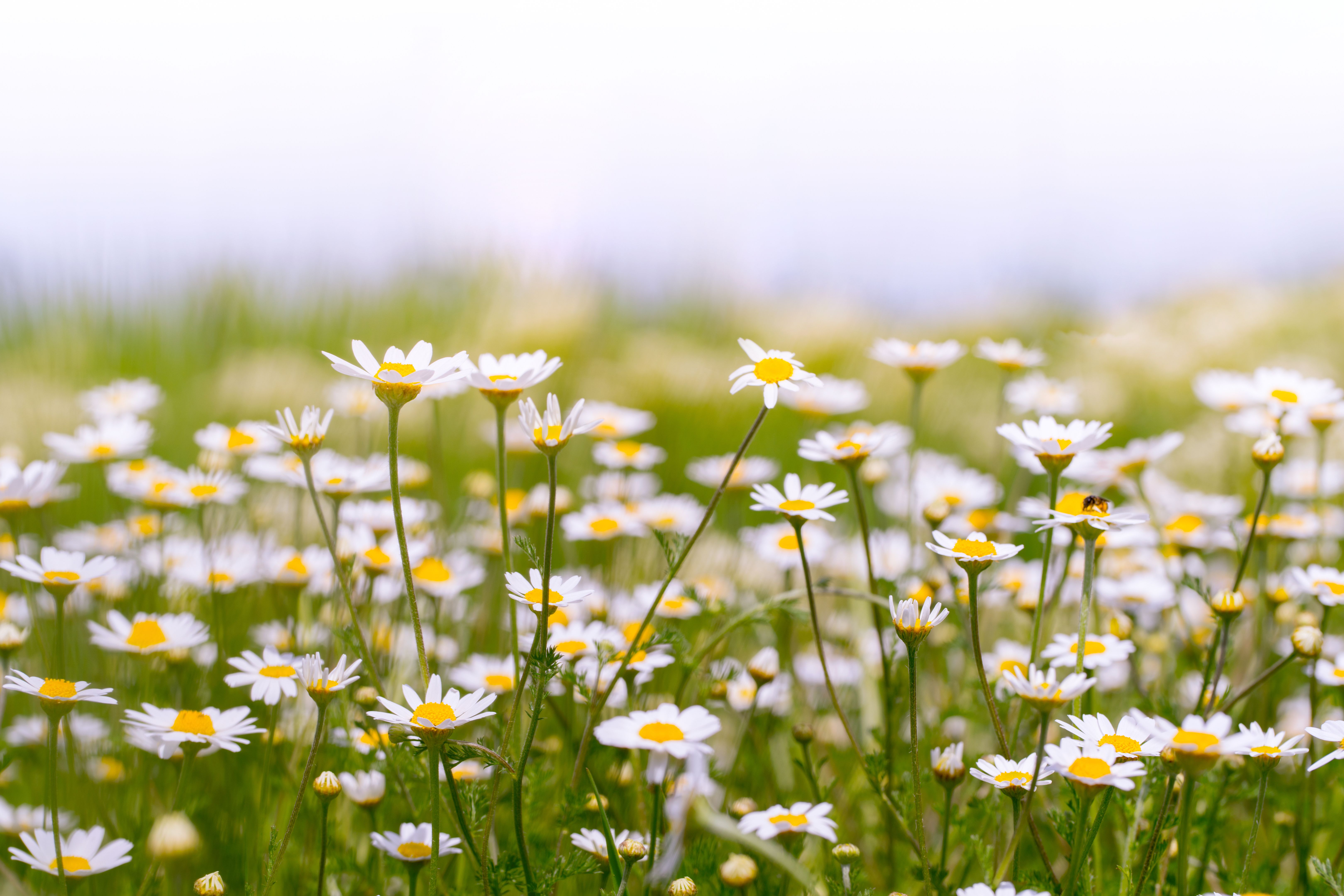seasonal flowers