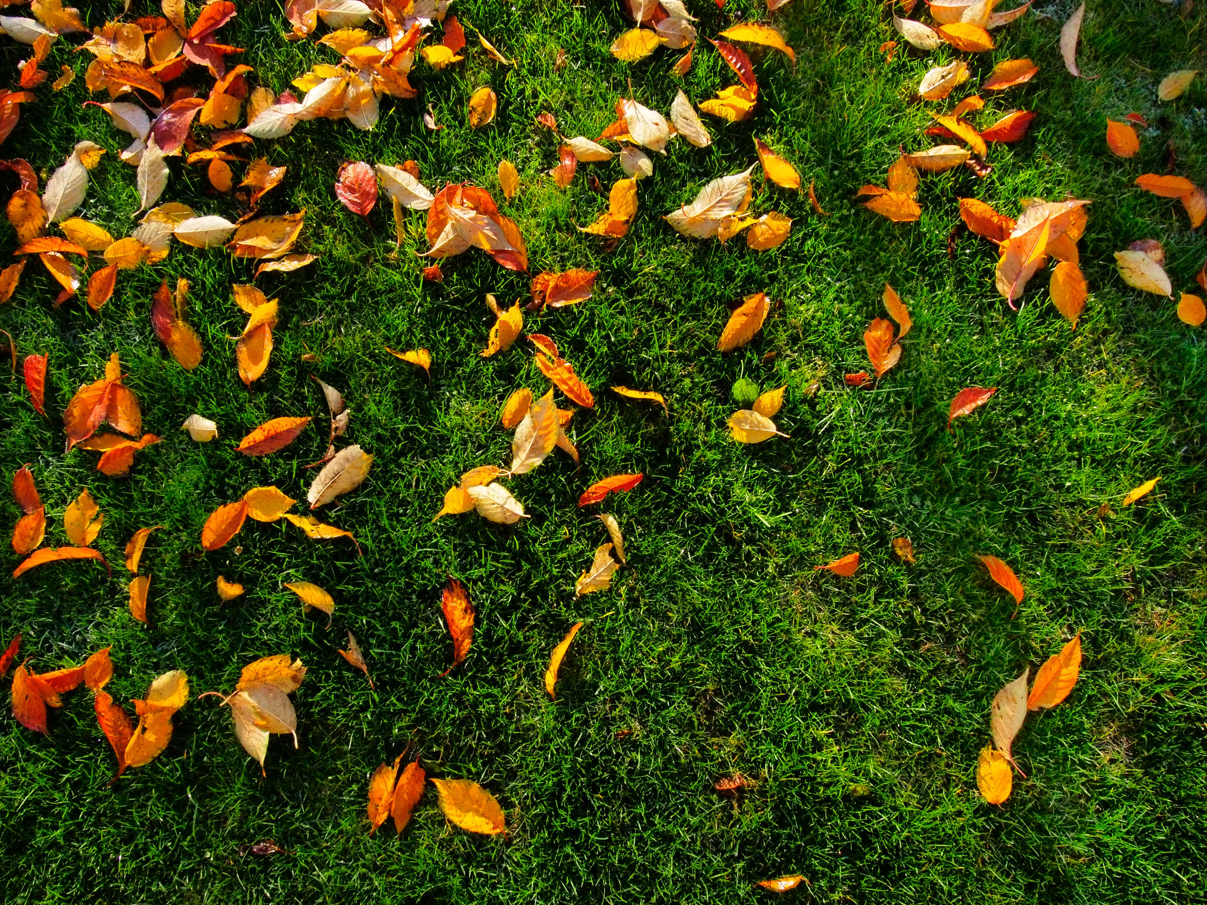 fall lawn preparation