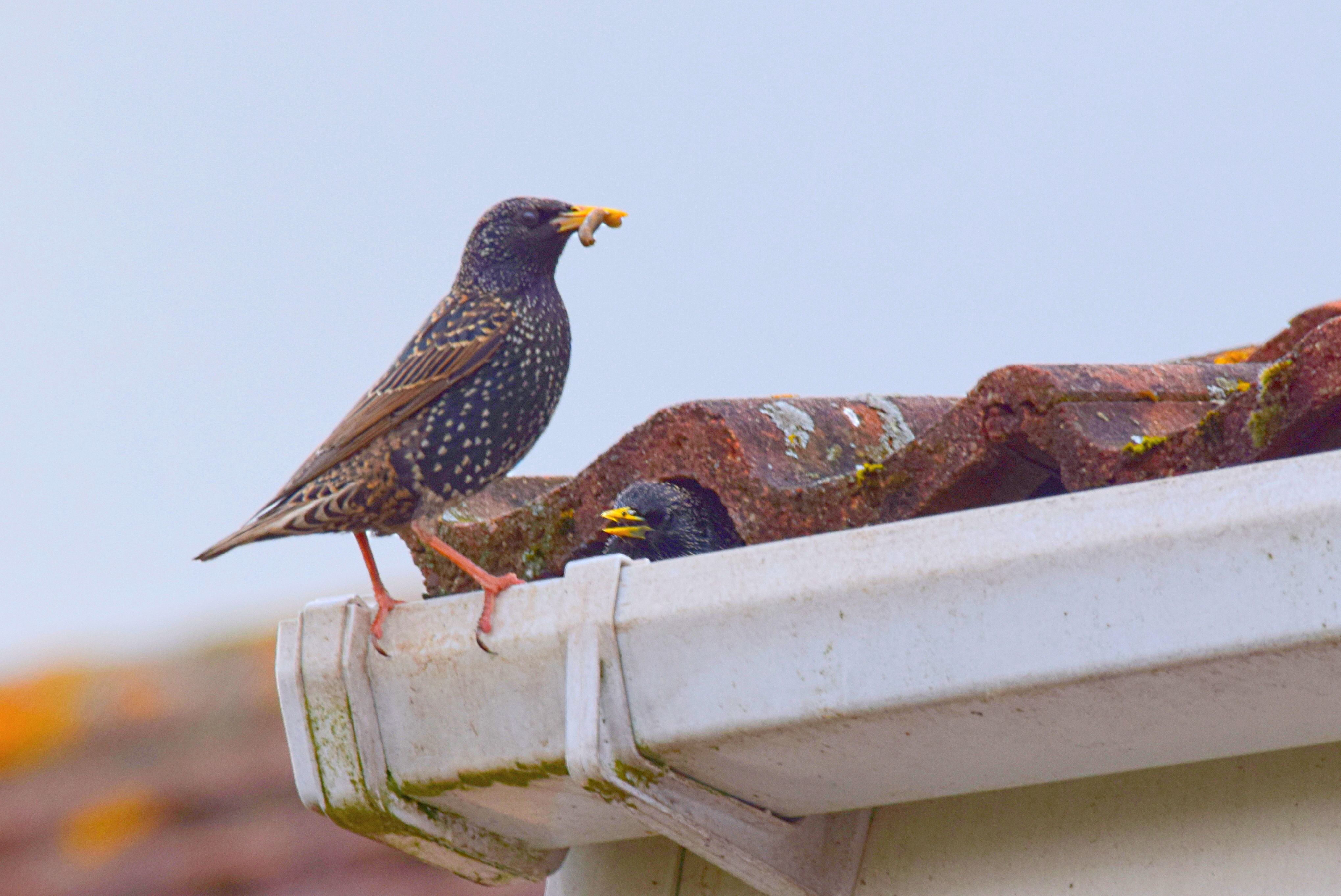 pair of starling birds close up nesting in roof pair of starling birds close up nesting in roof