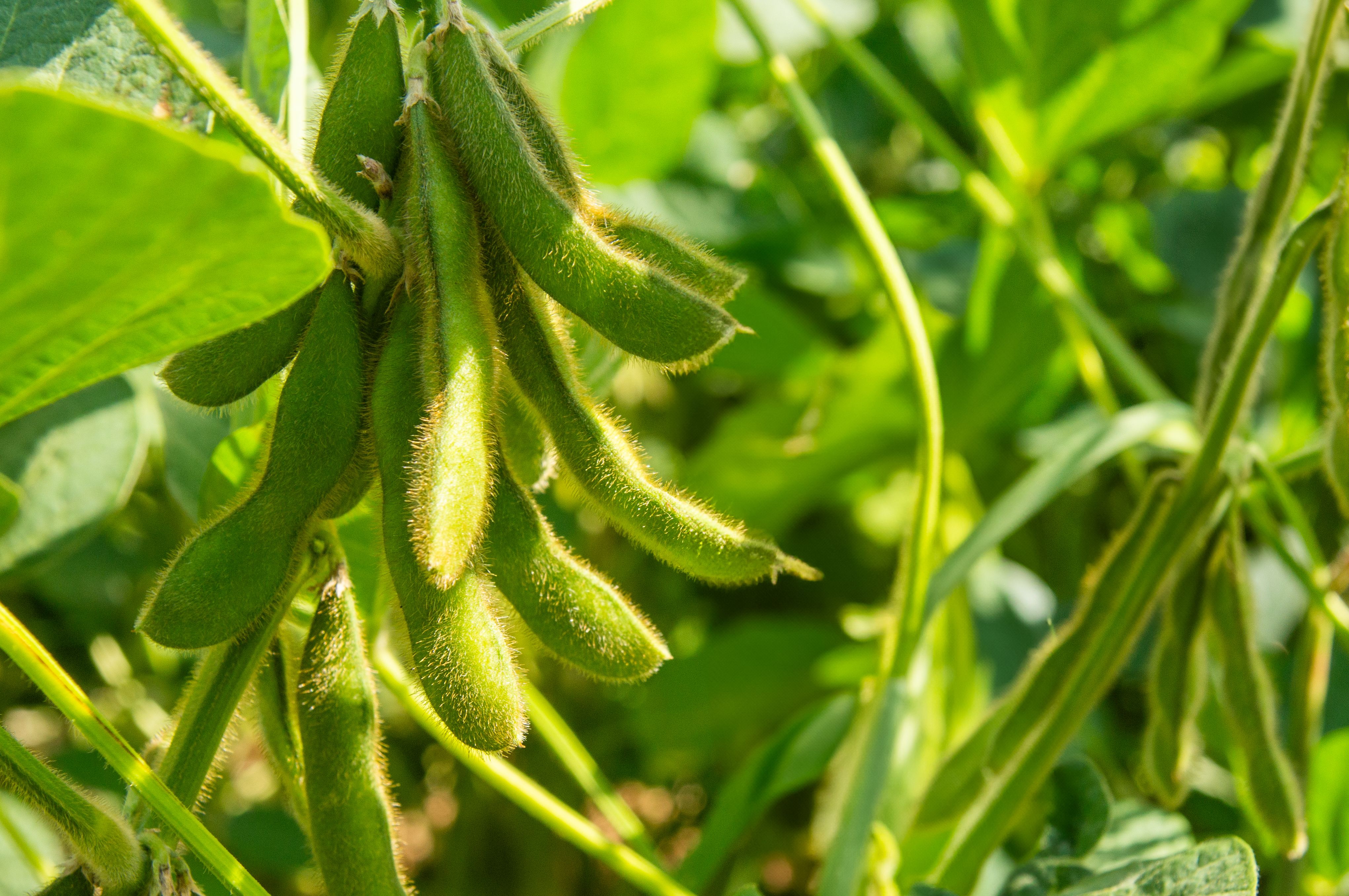 crop yield