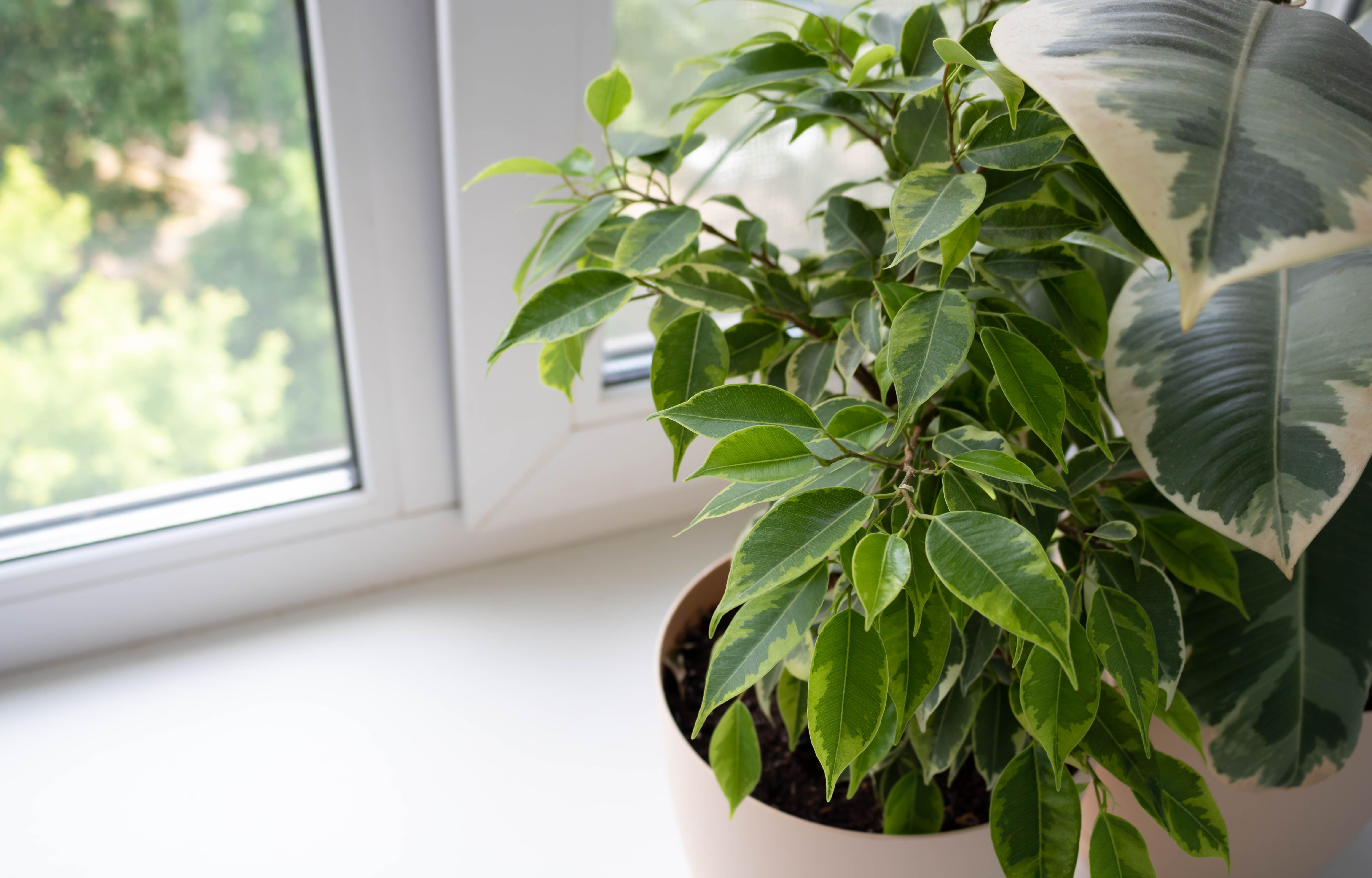 air quality home interior