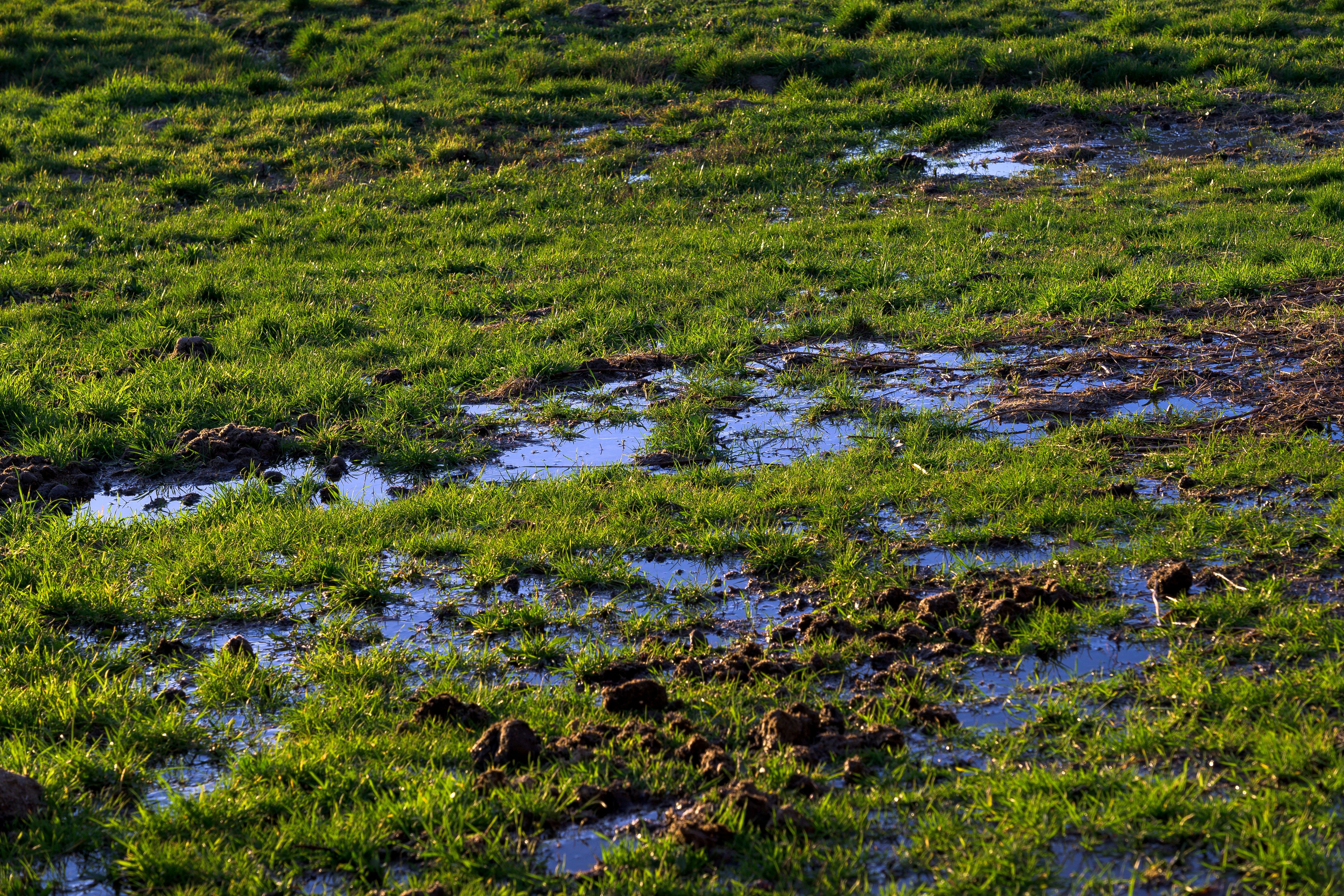 drainage sports field