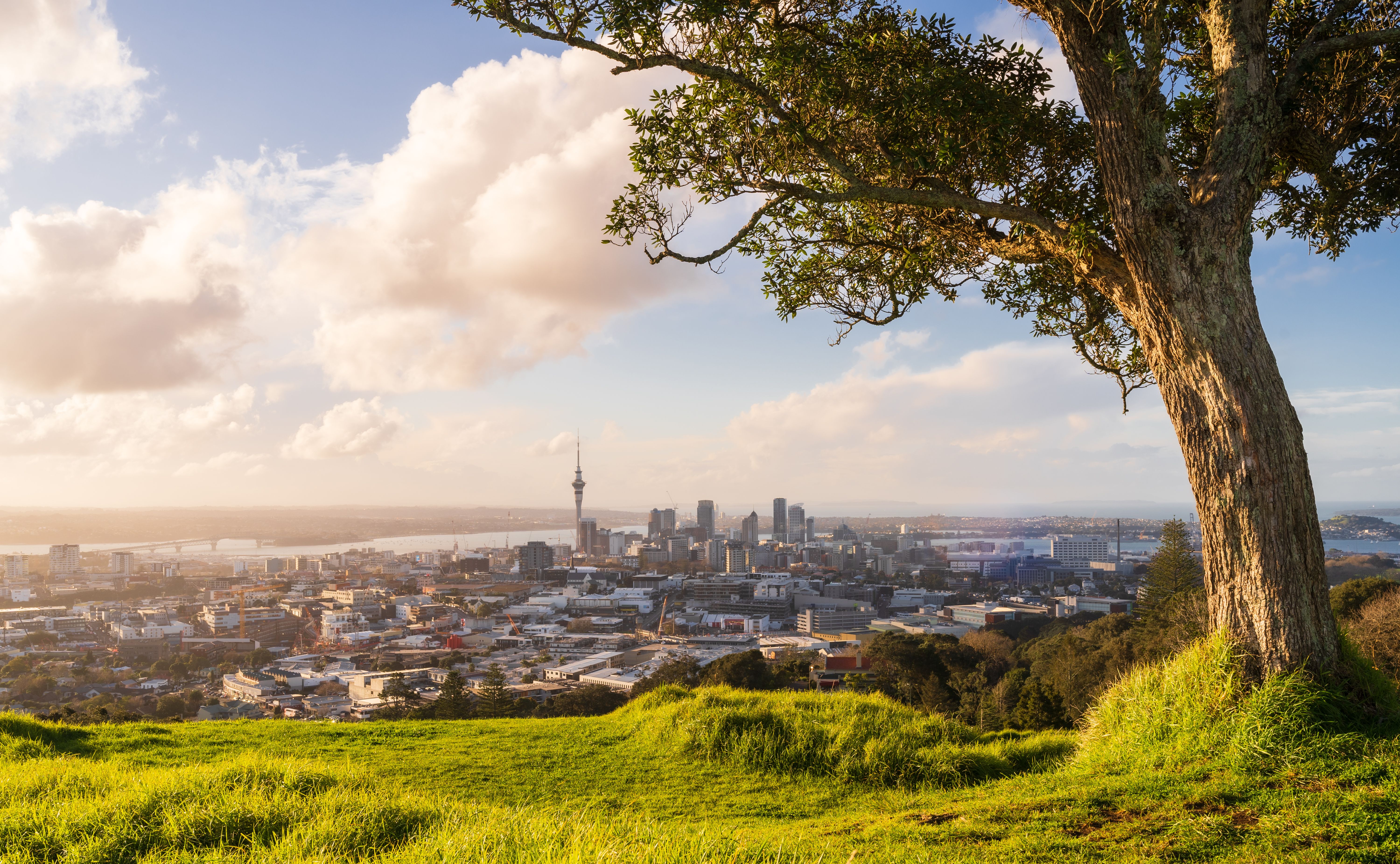 auckland cityscape