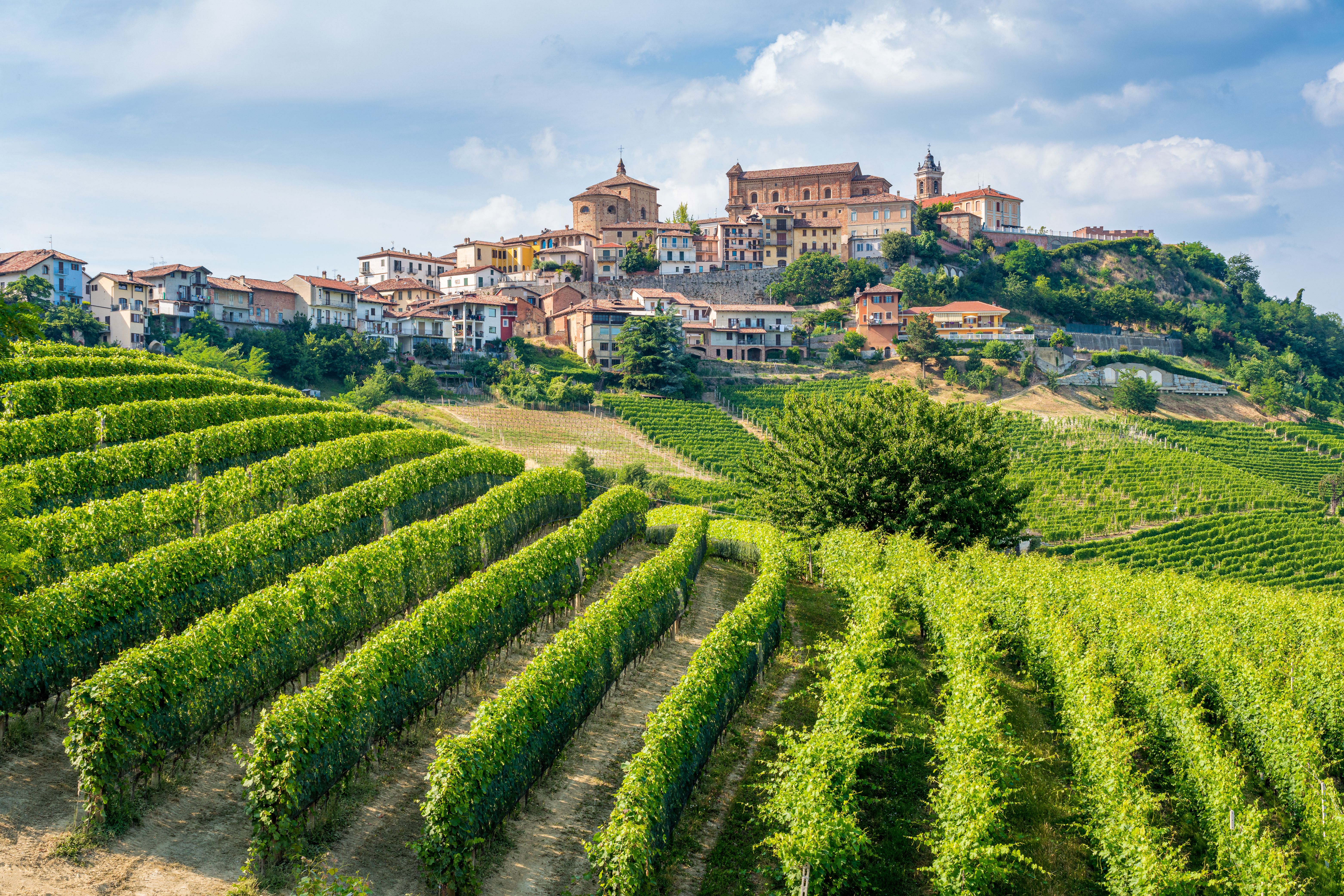 italy vineyard