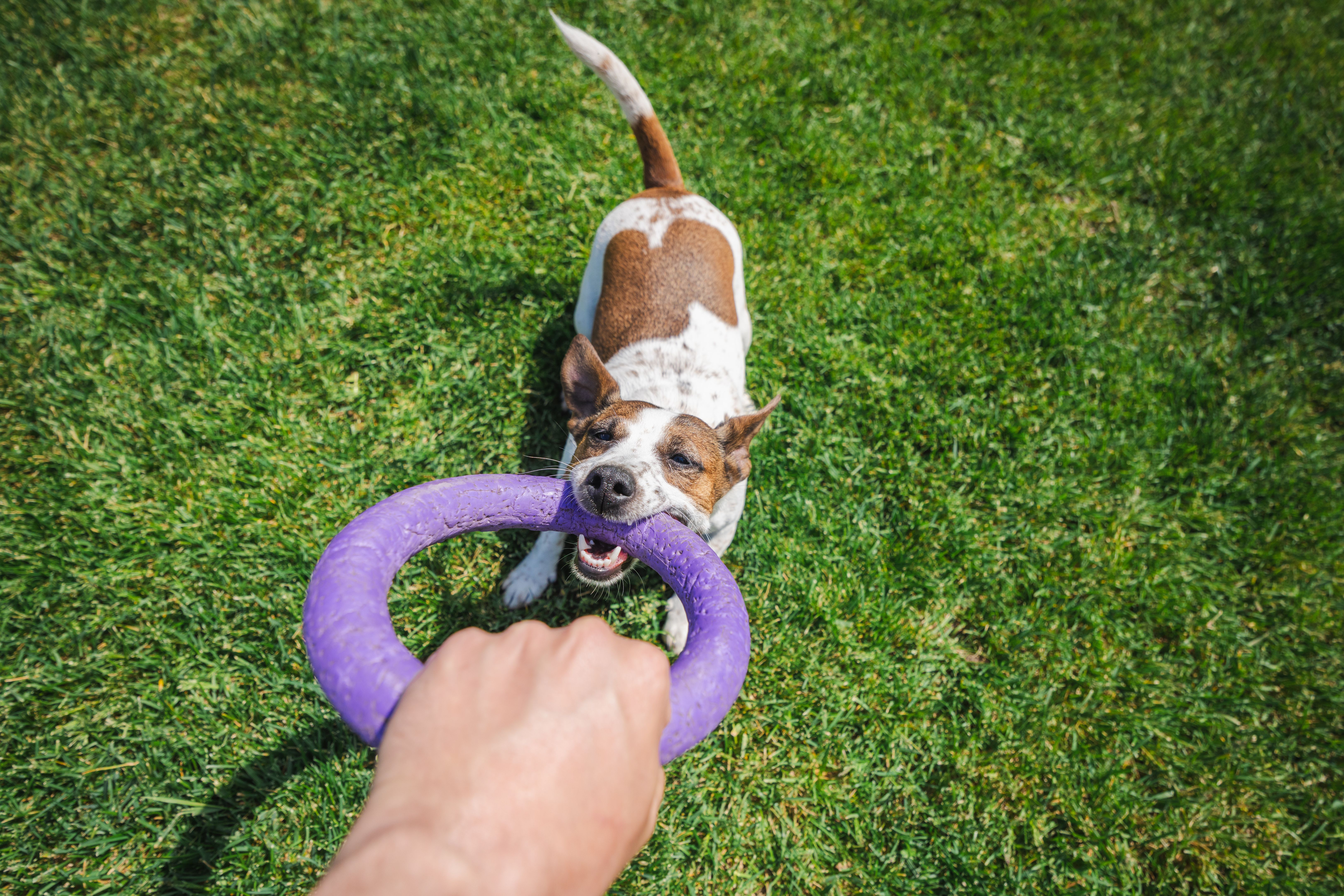 dog training outdoors