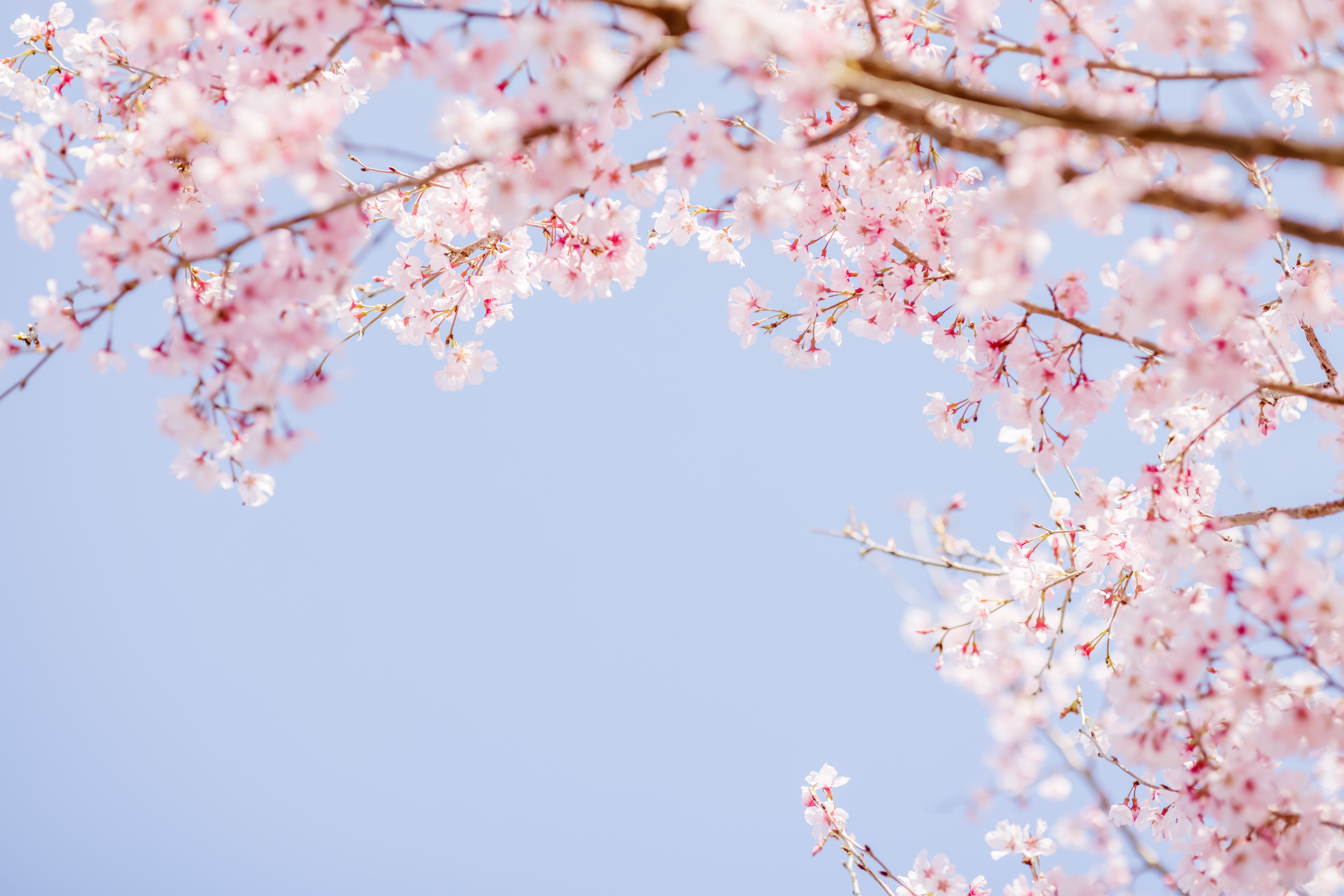 cherry blossom photography