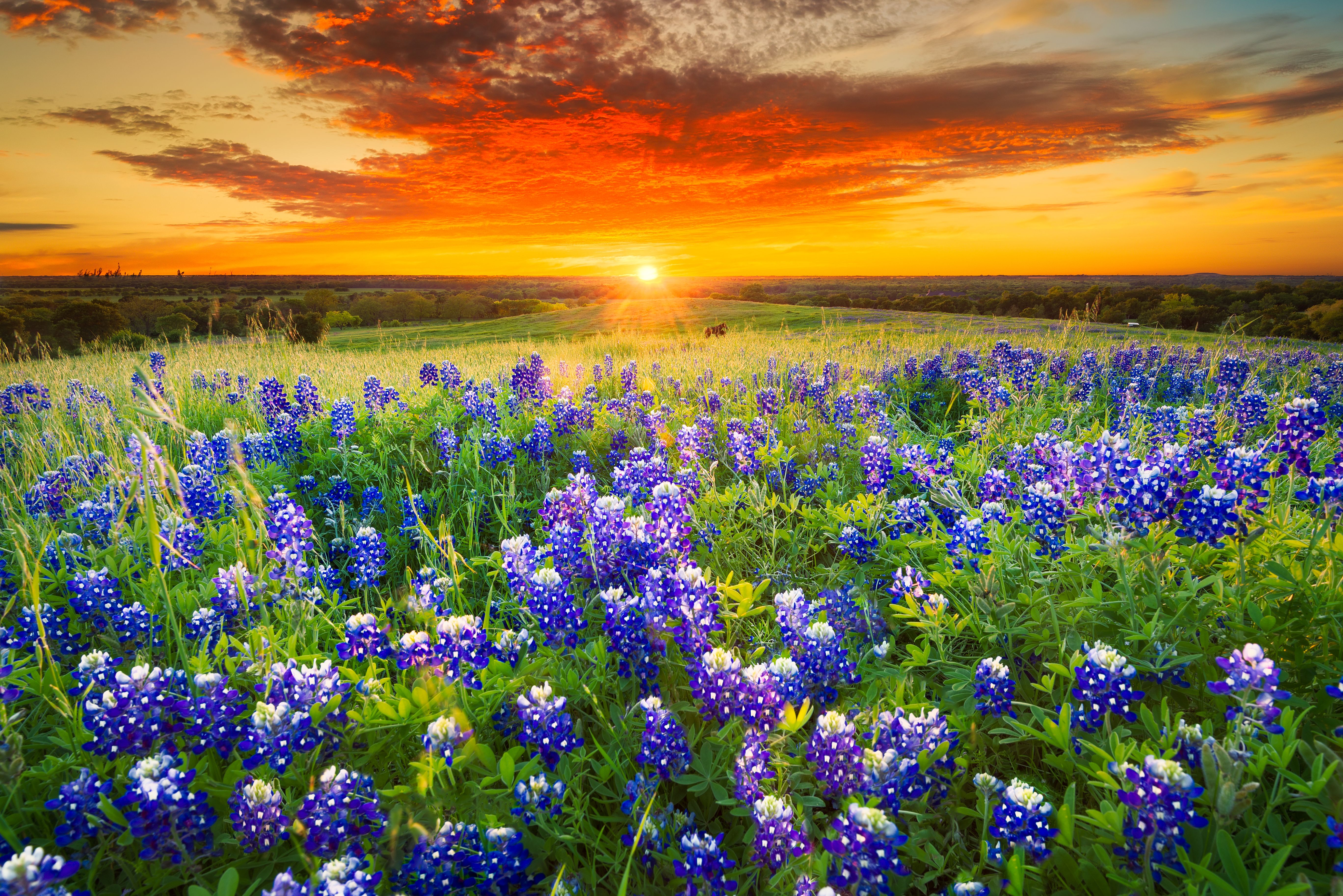  texas wildflowers