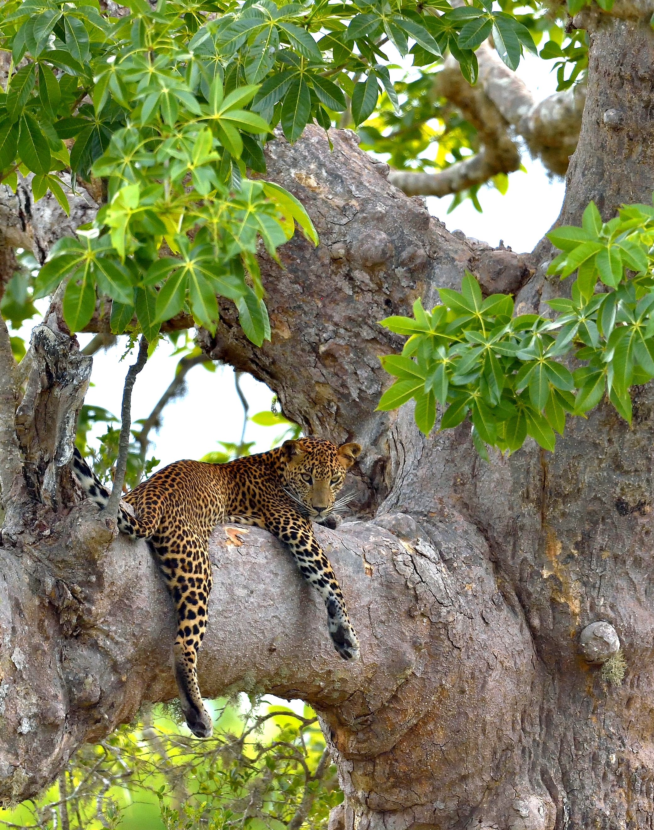Leopard on a tree.