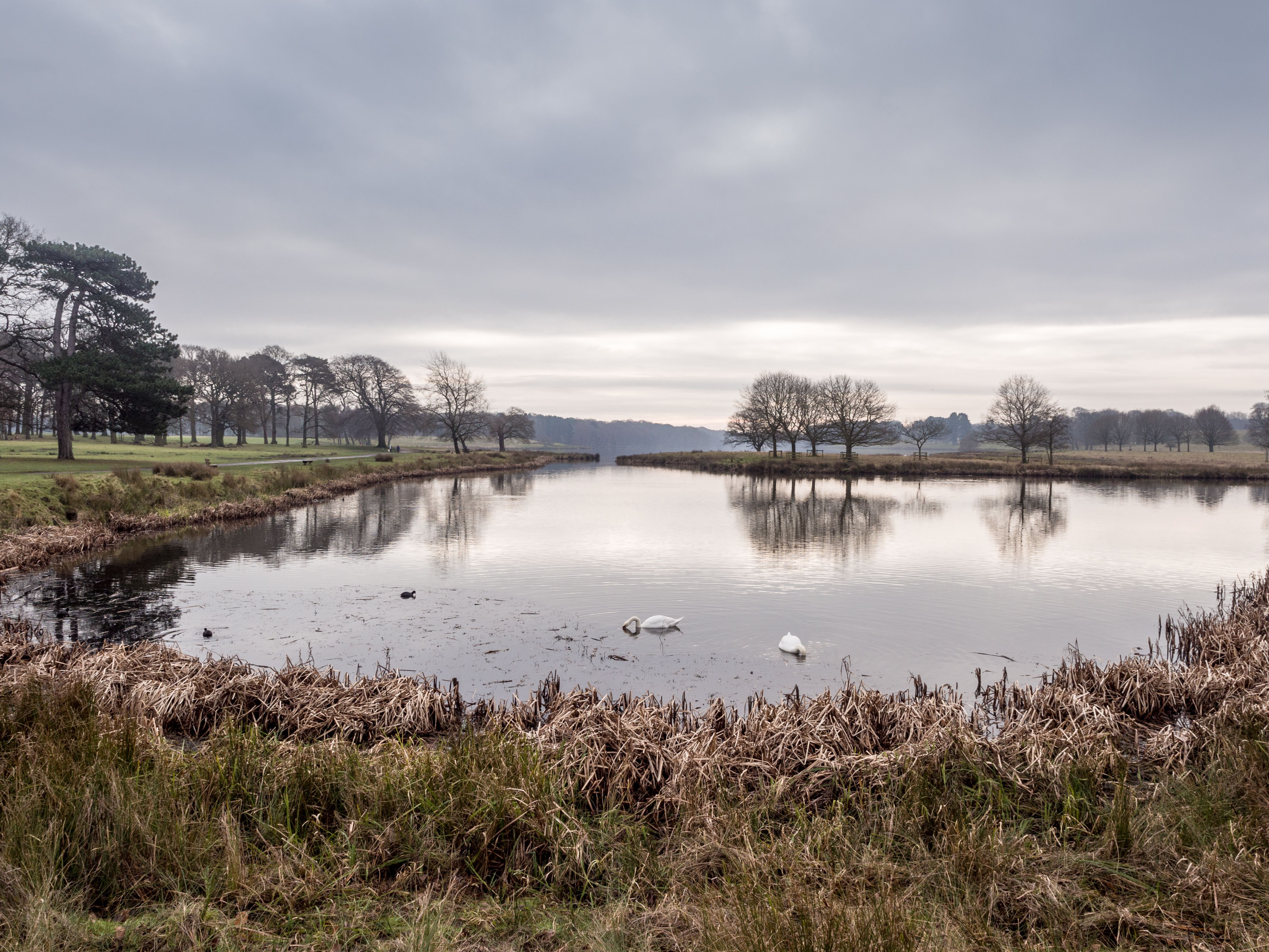 cheshire winter trees