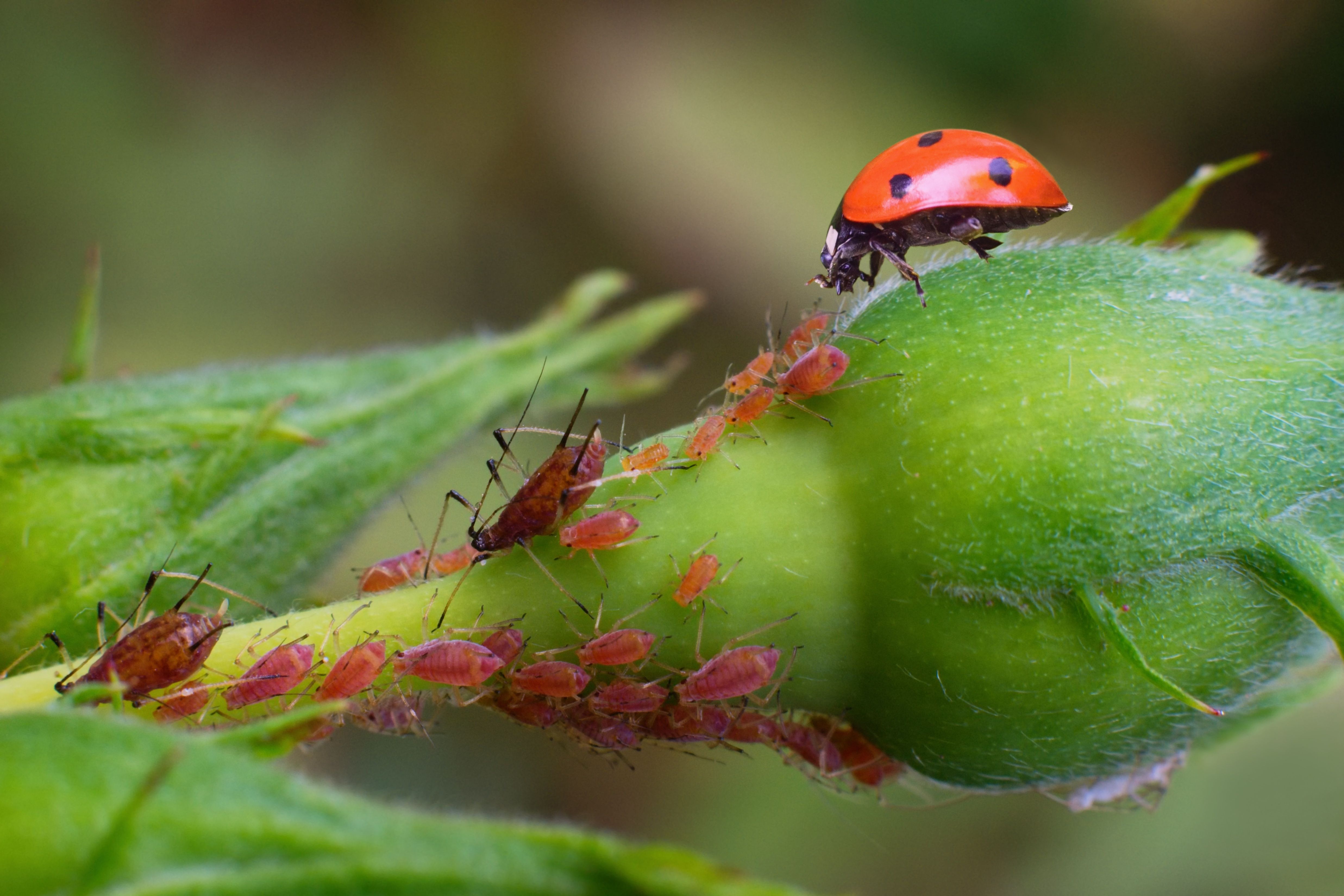 ladybugs garden