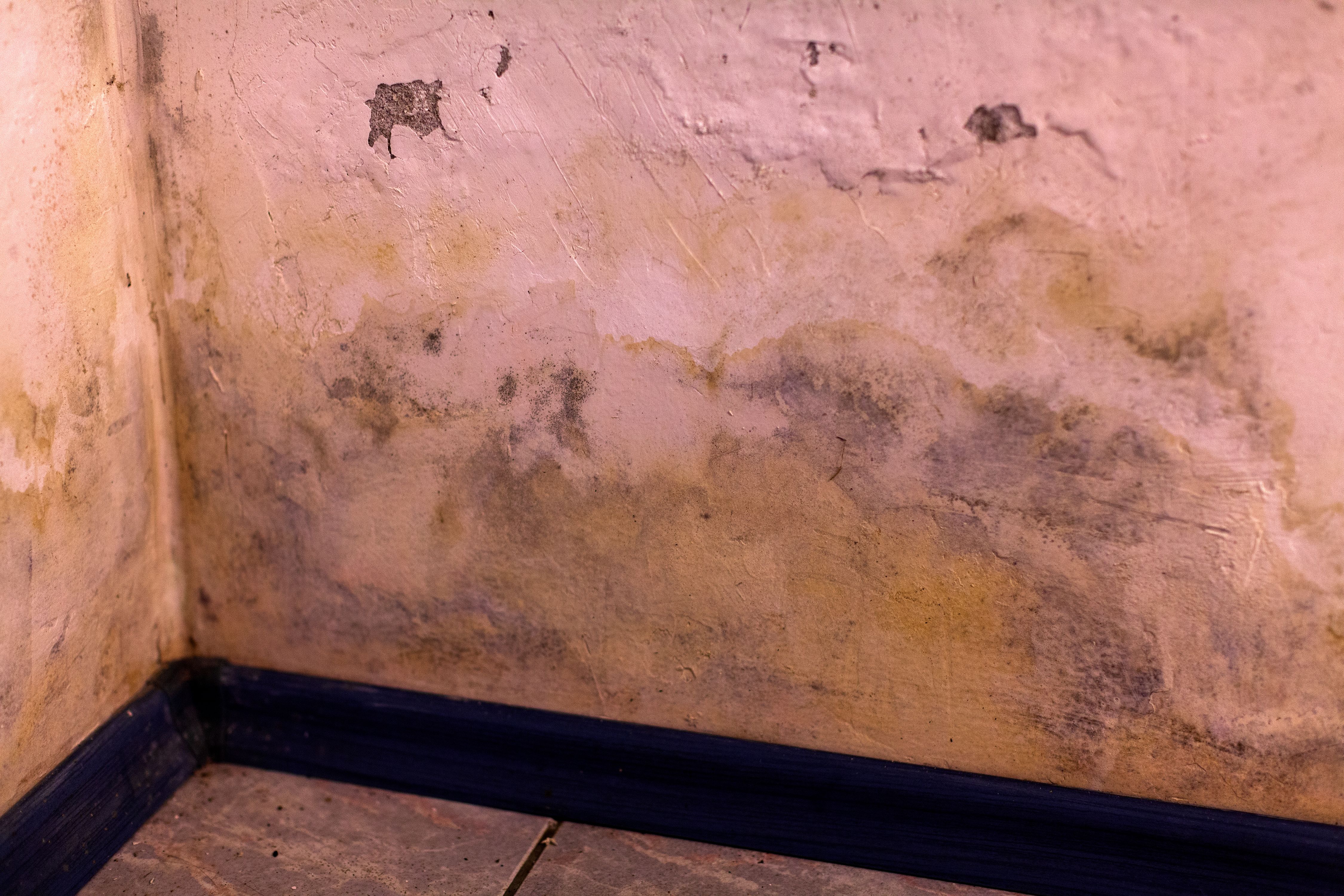 mold odor