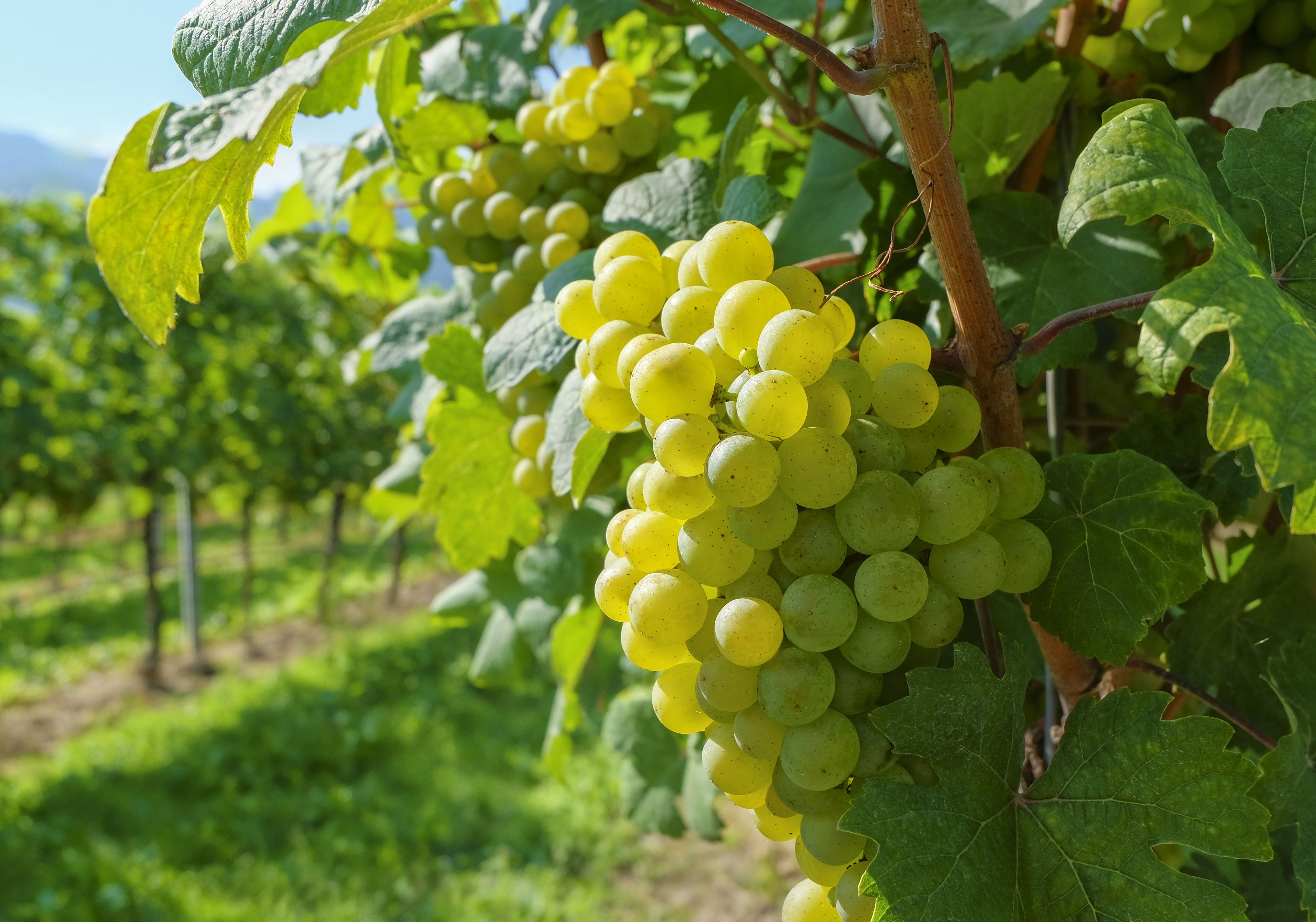 Ripe white wine grapes in the famous Austrian winegrowing area Wachau, Lower Austria