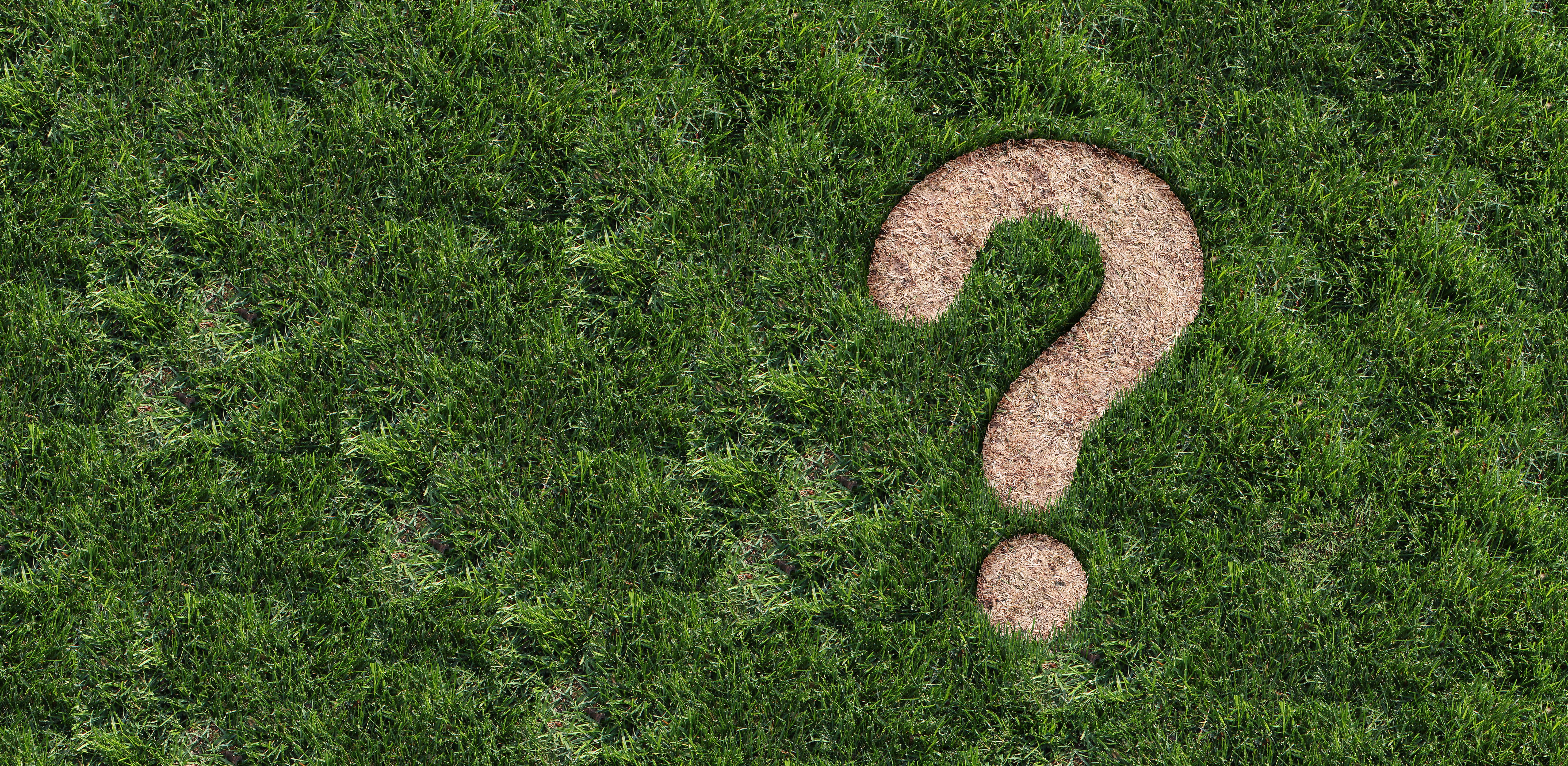 problematic lawn