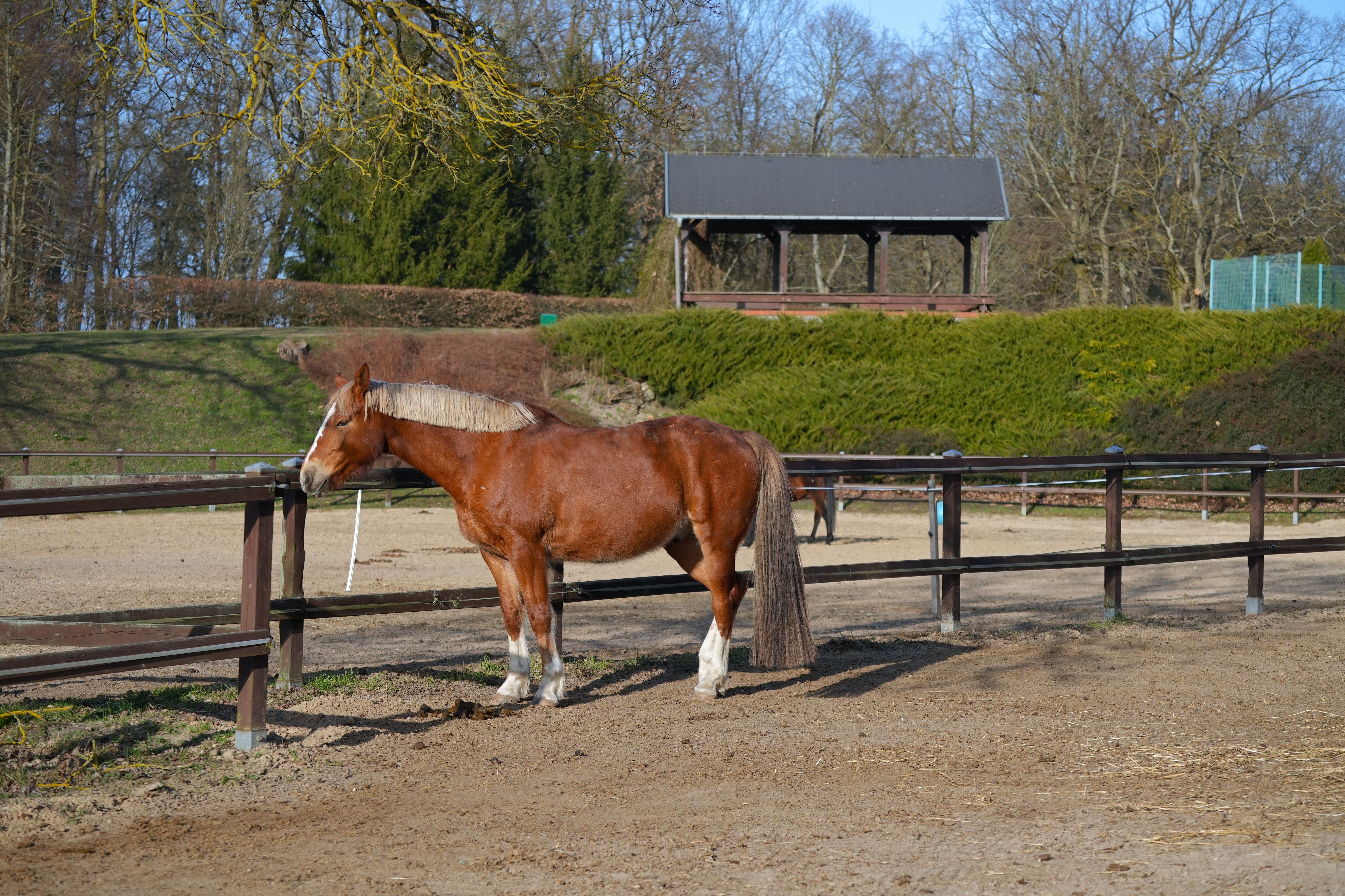 Well-kept horse in the paddock for horses on a sunny spring day