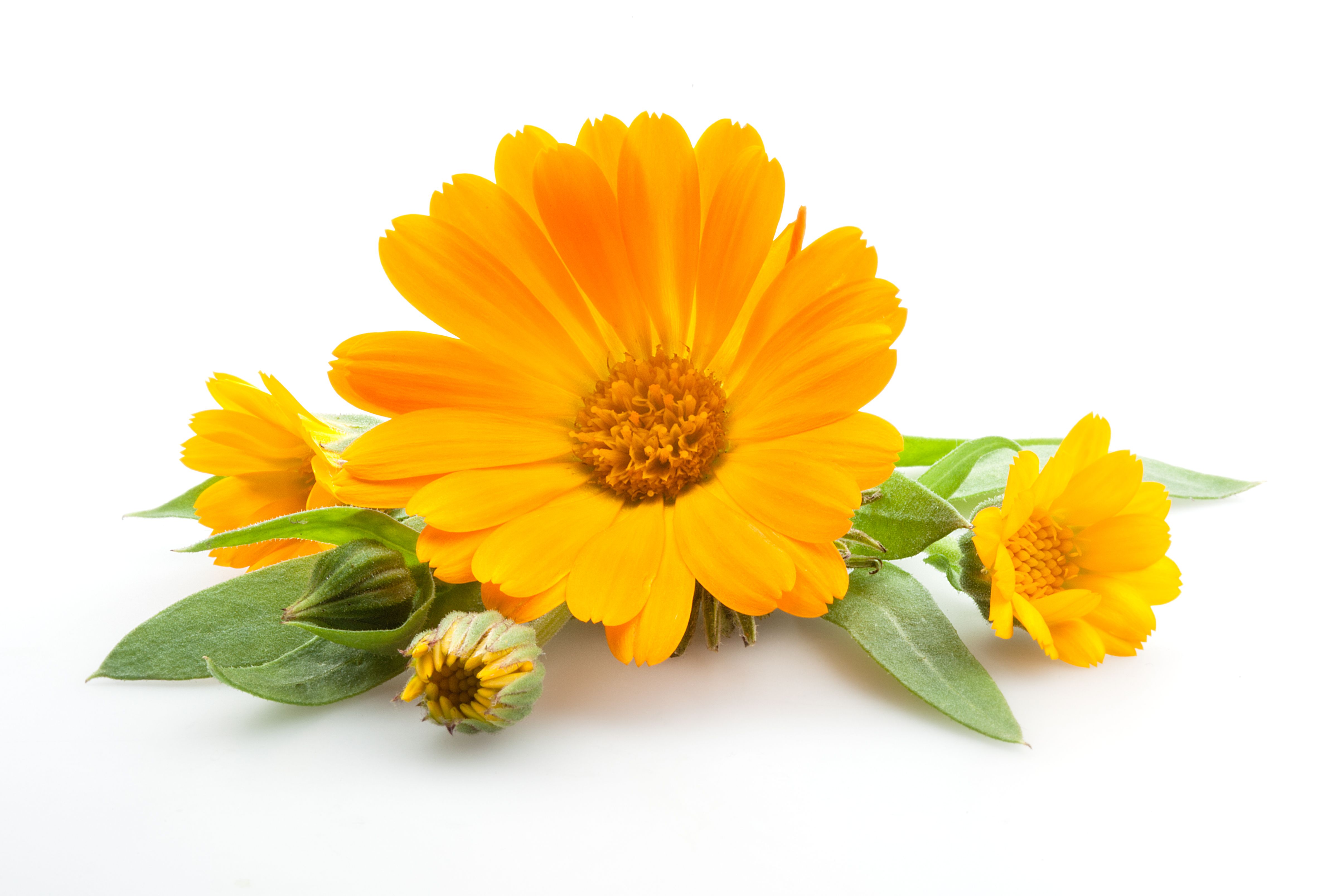 calendula flowers