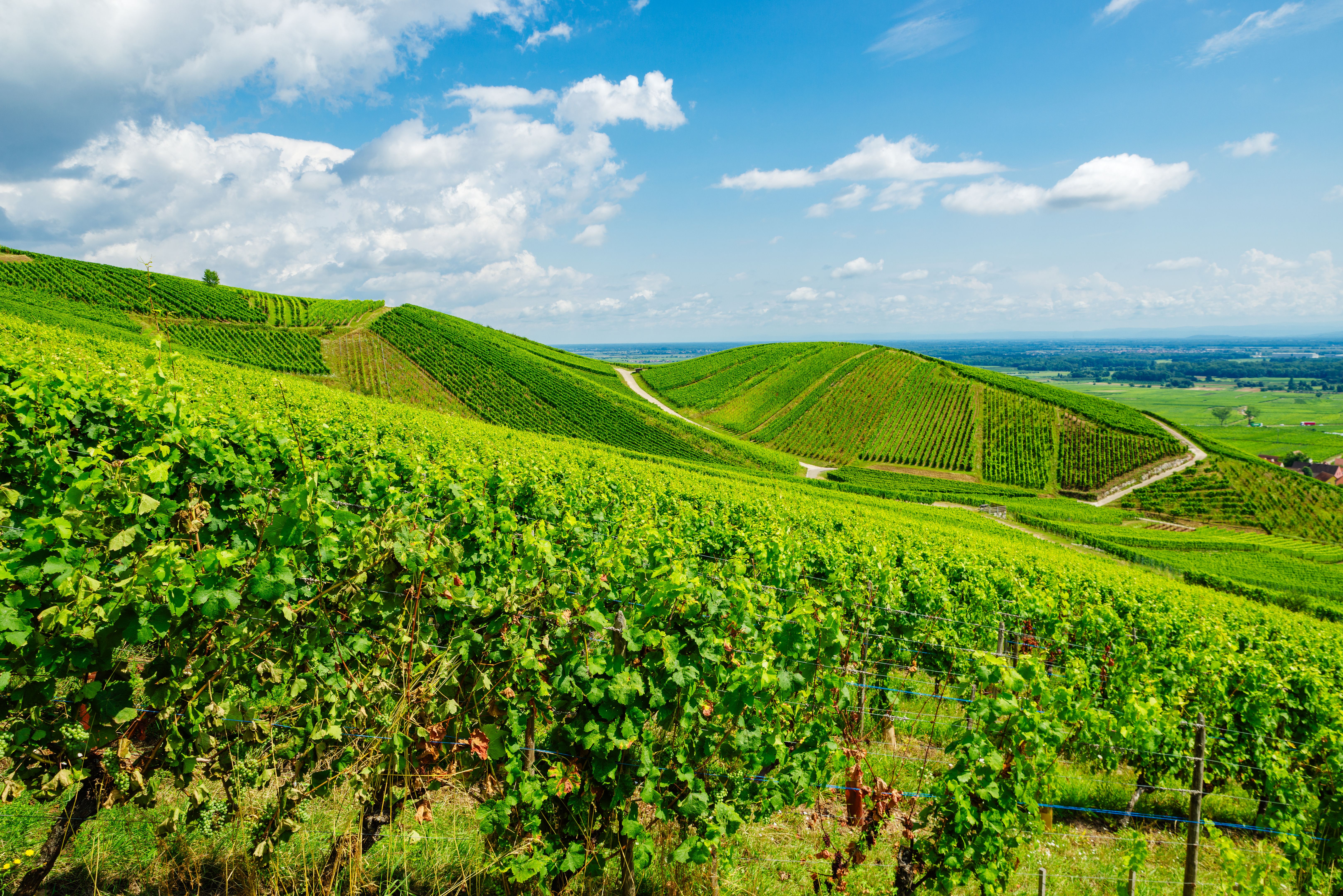 french vineyard