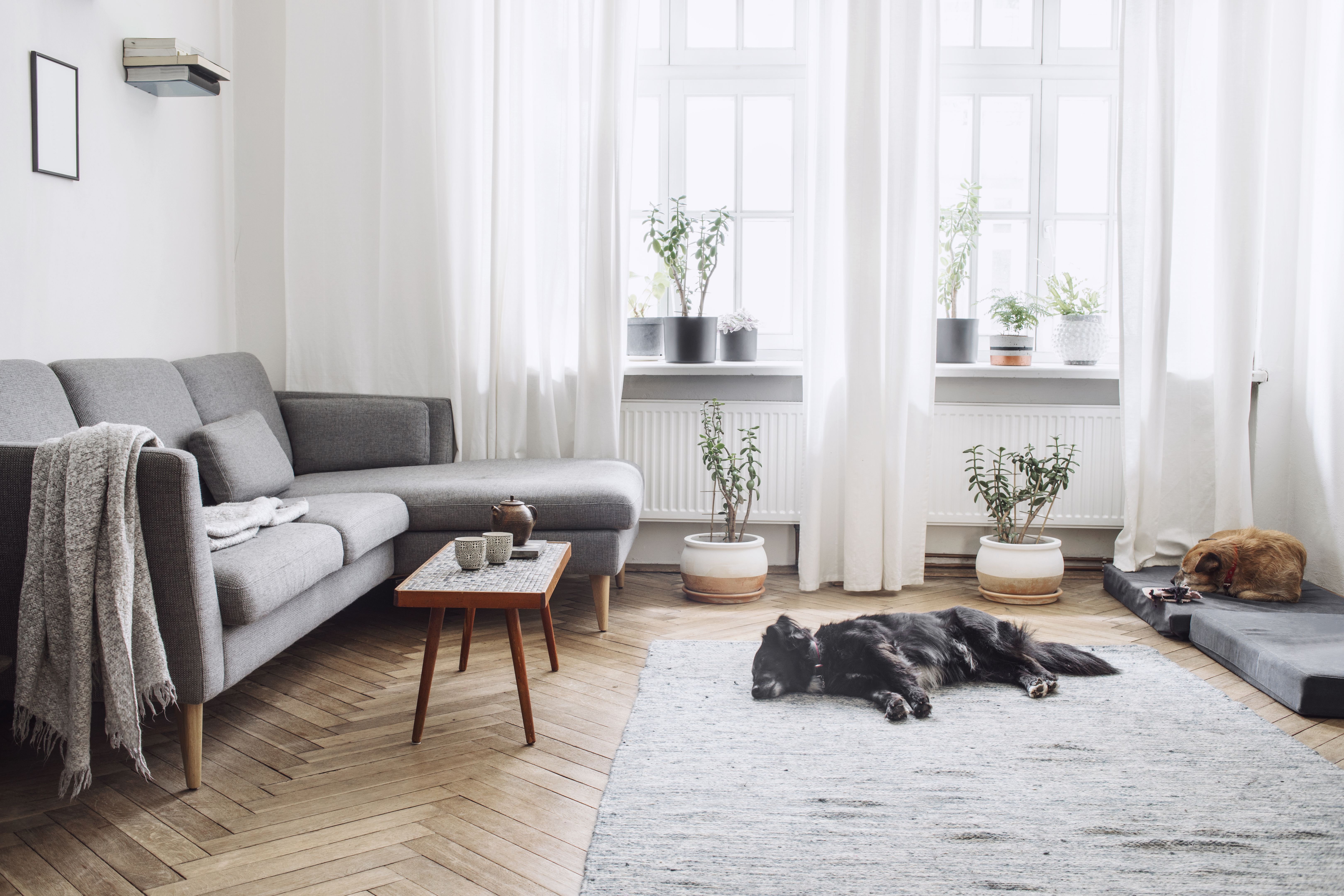 dog indoors