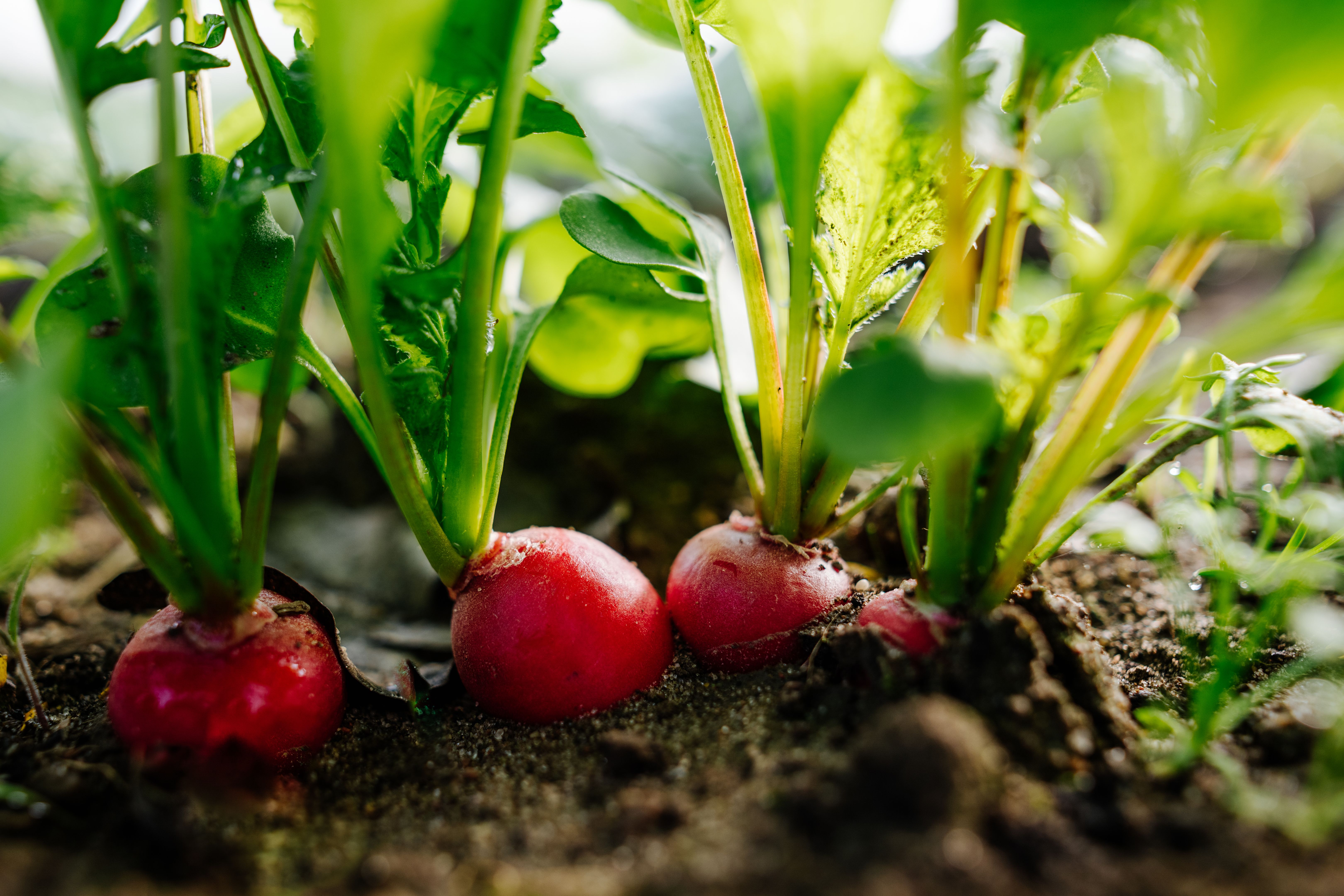 radishes garden