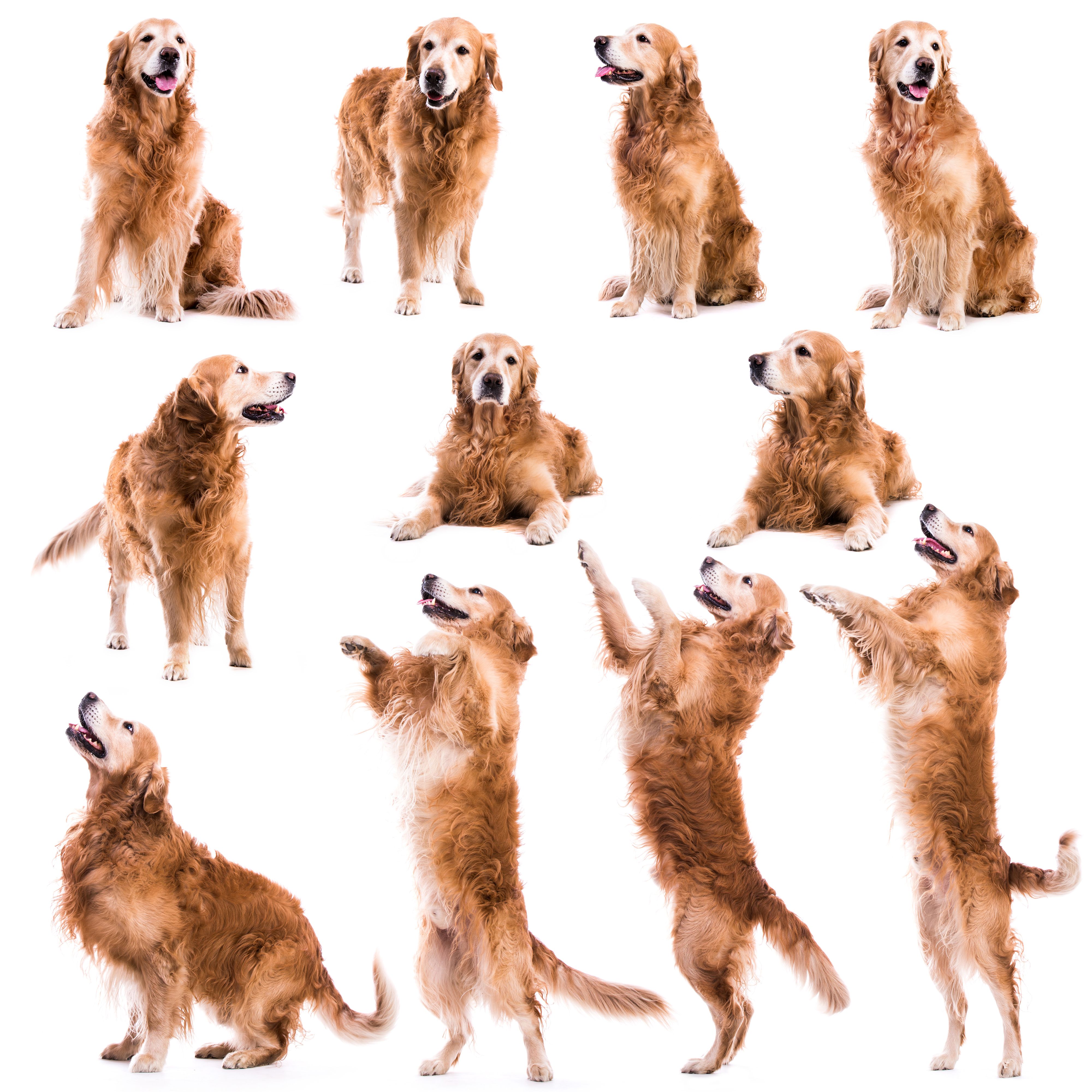 golden retriever physical traits