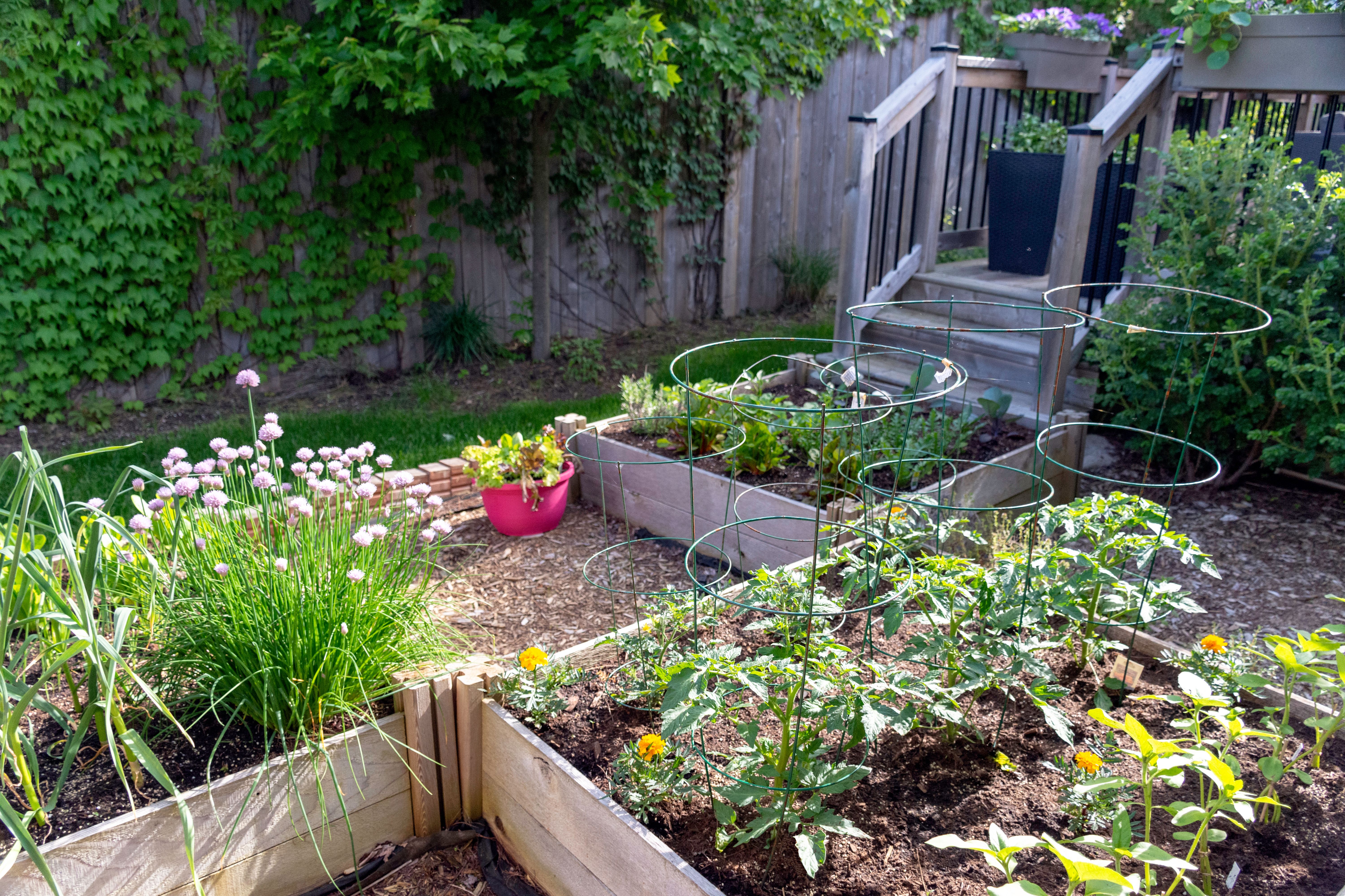 Suburban backyard vegetable garden