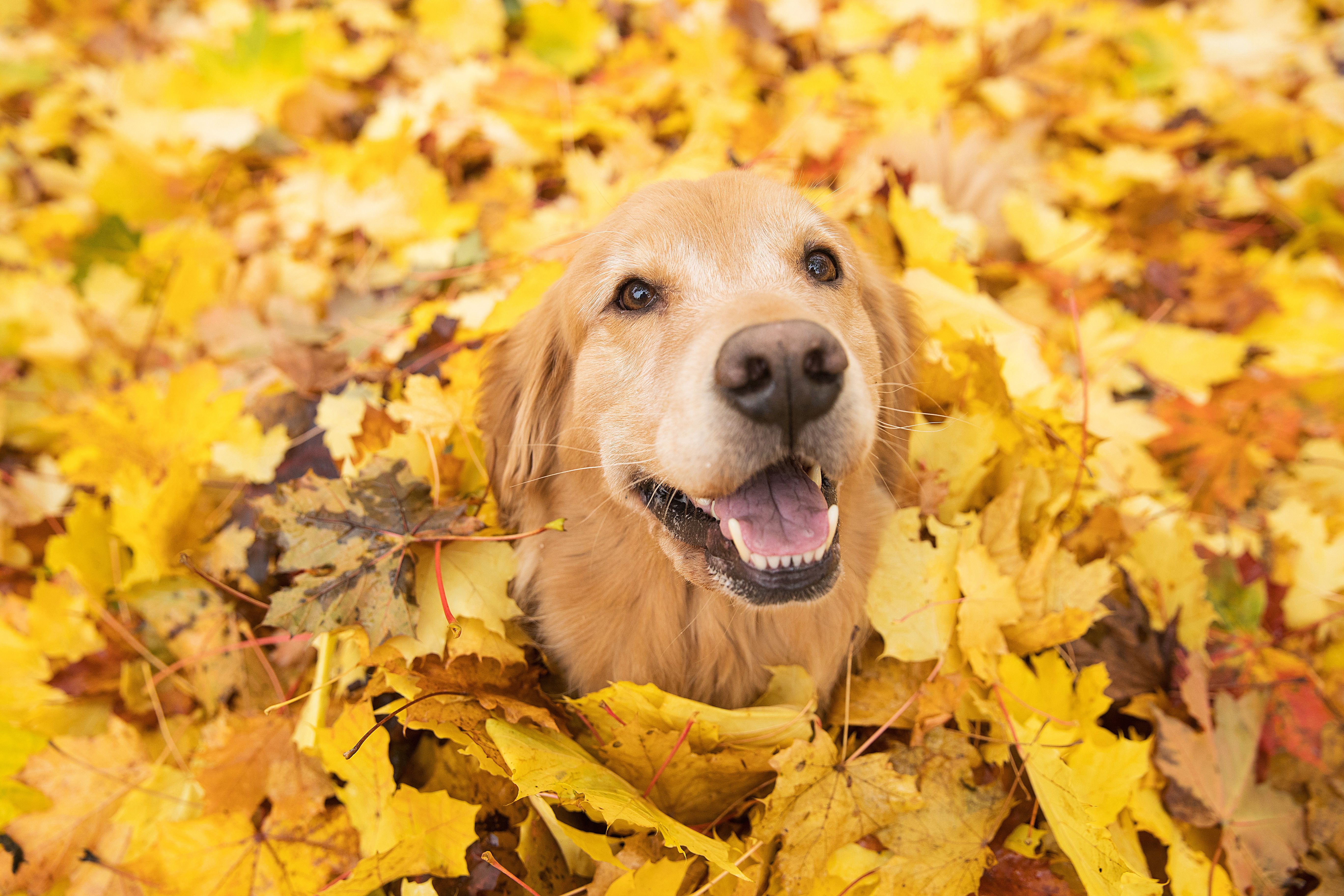 golden retriever autumn