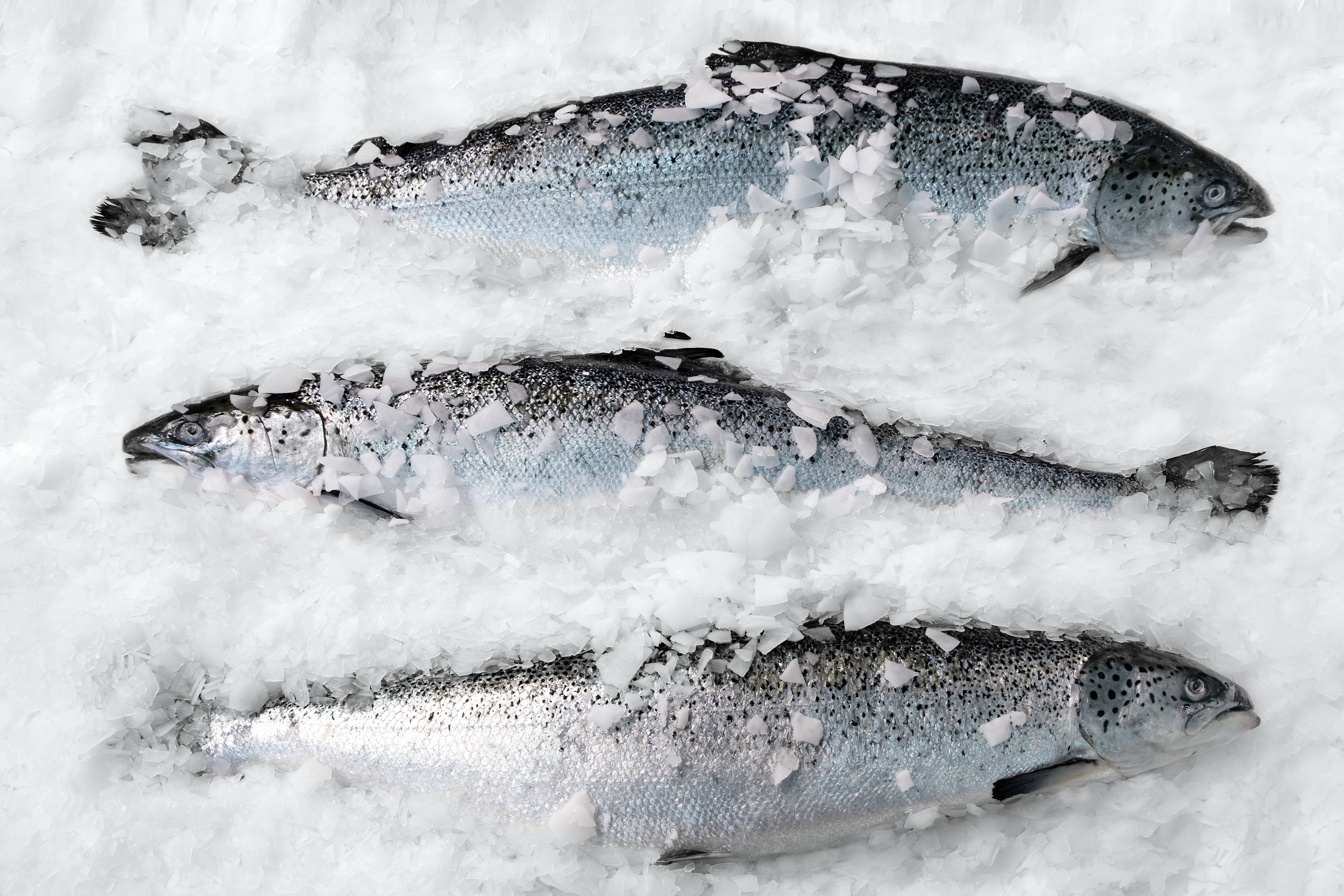 norwegian seafood