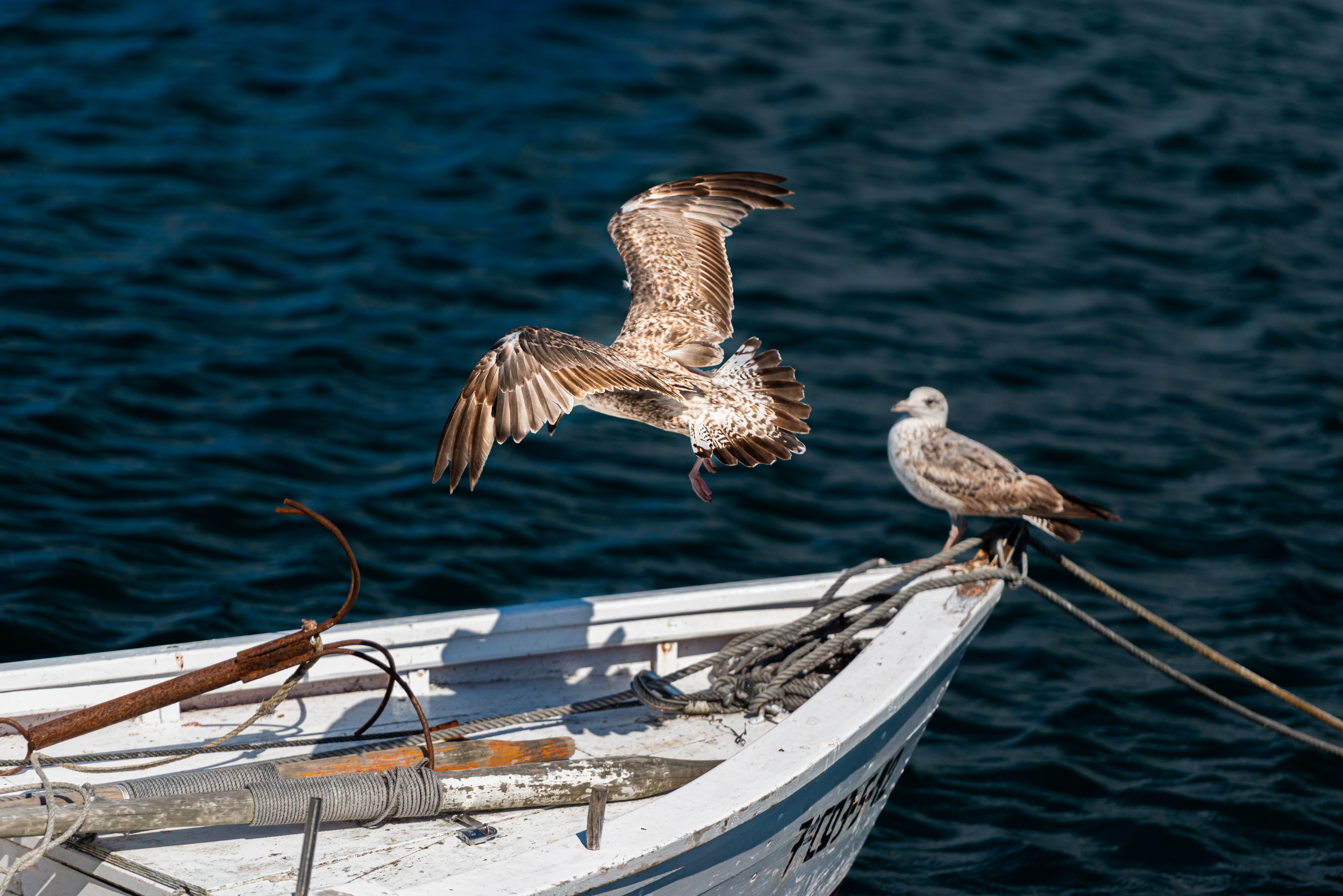 Seagulls on a boat