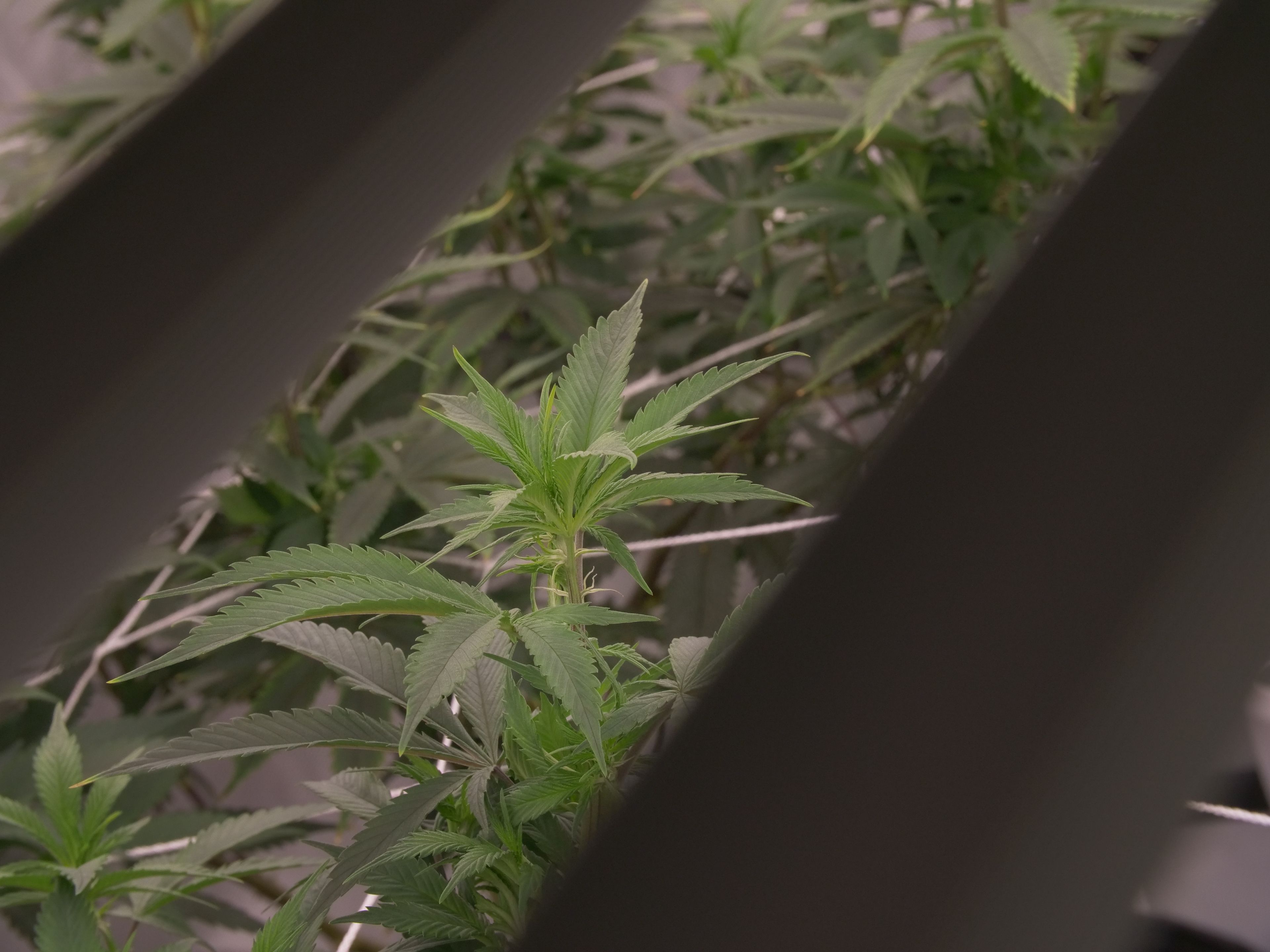 vegetative solutions