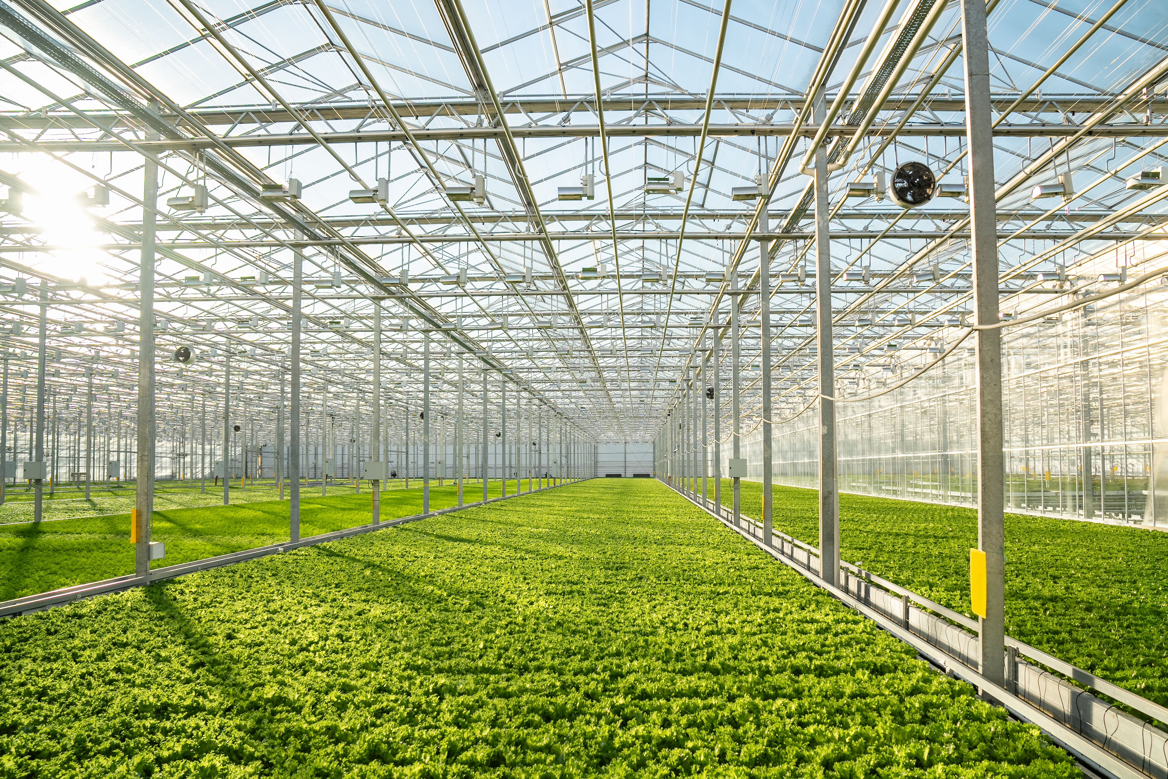 controlled environment agriculture