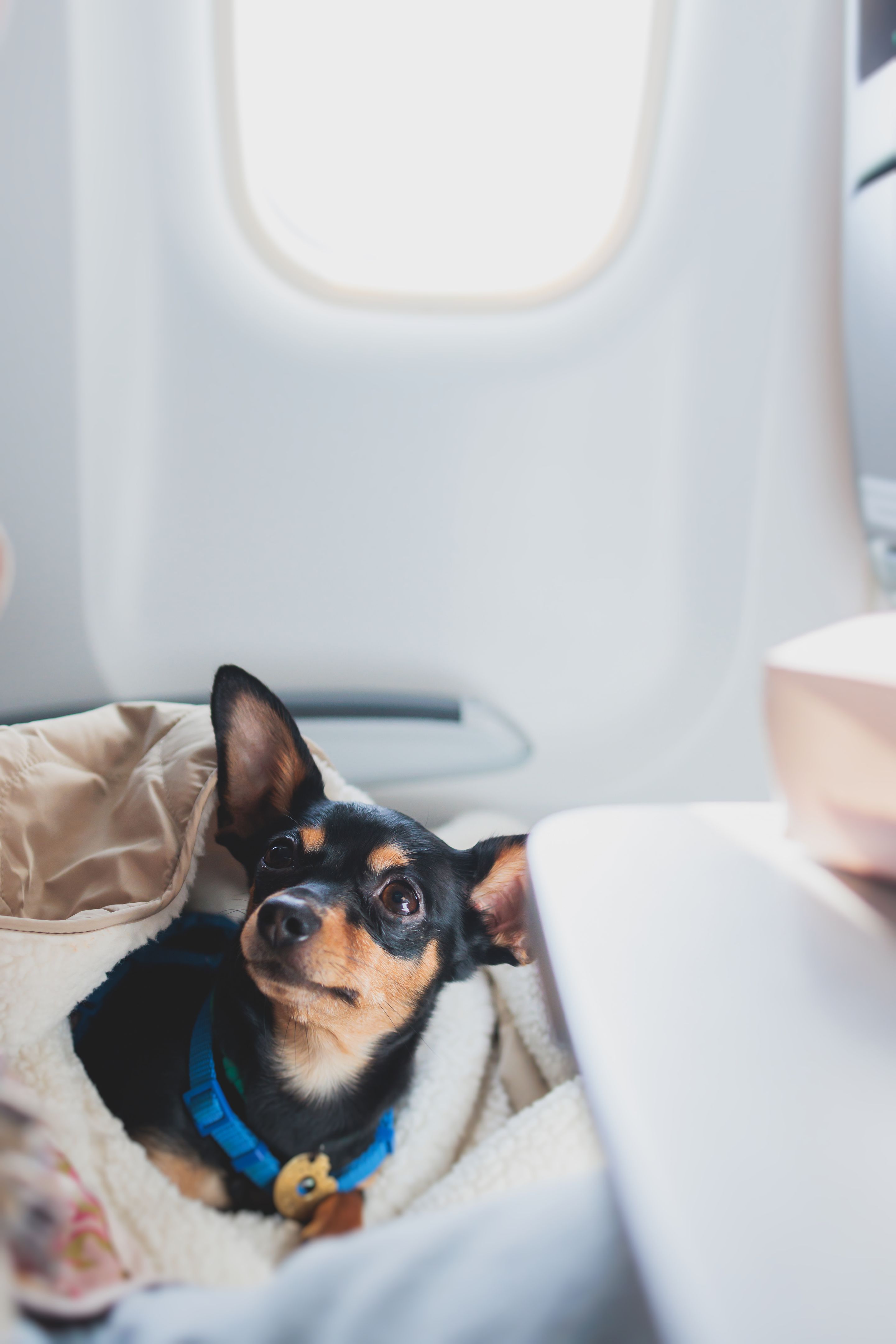 airline pet policy