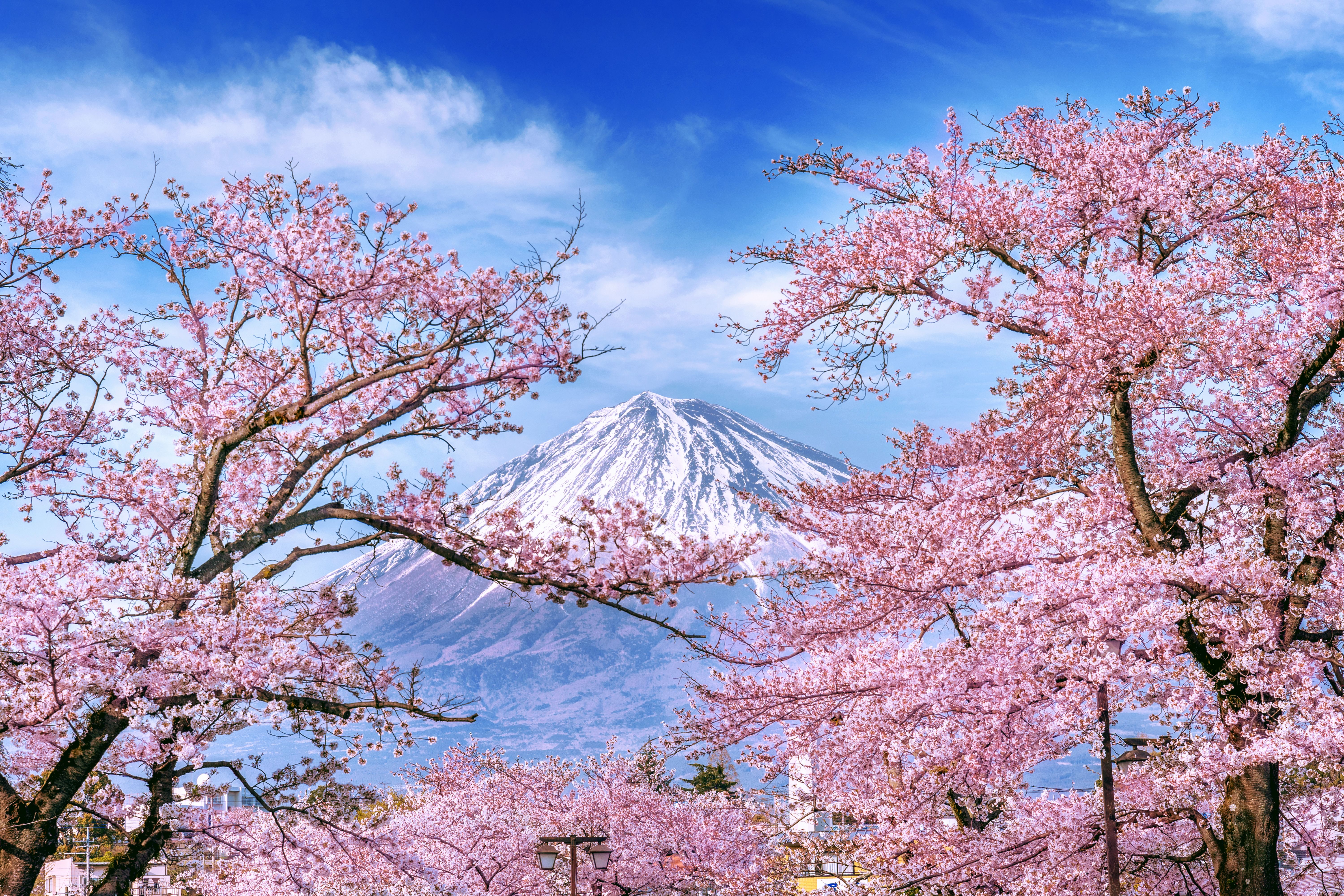 cherry blossoms in japan