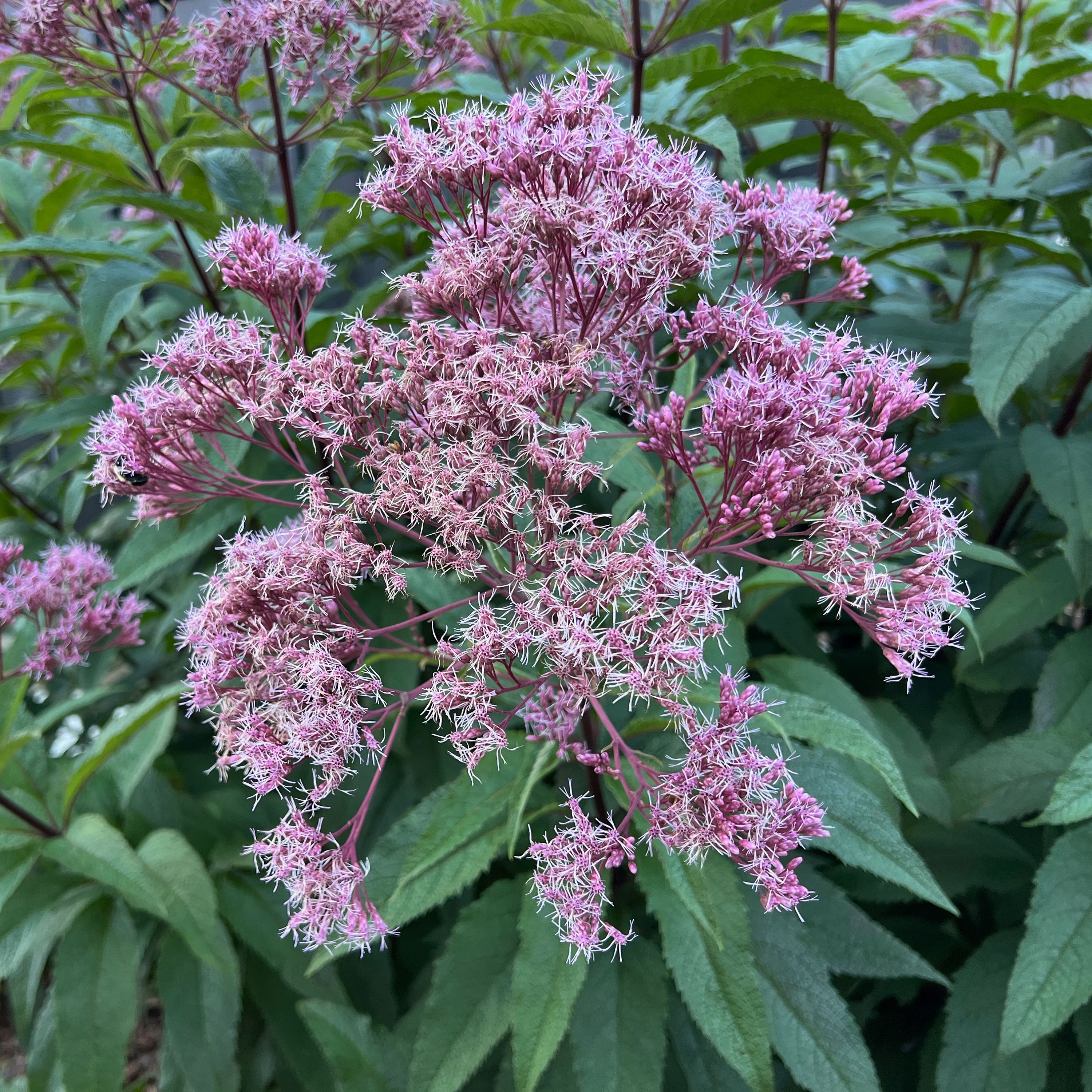 Michigan native plants