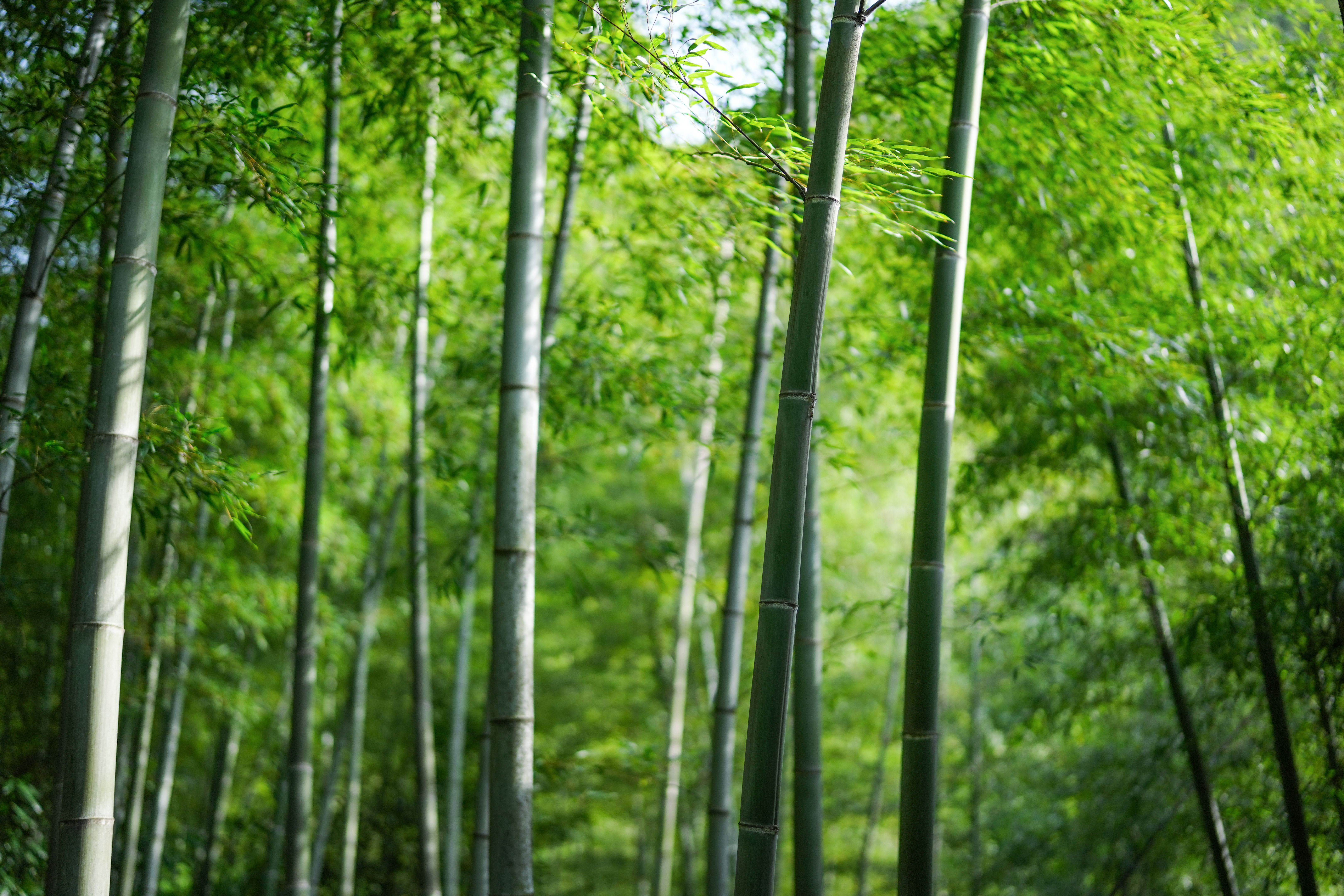 bamboo forest
