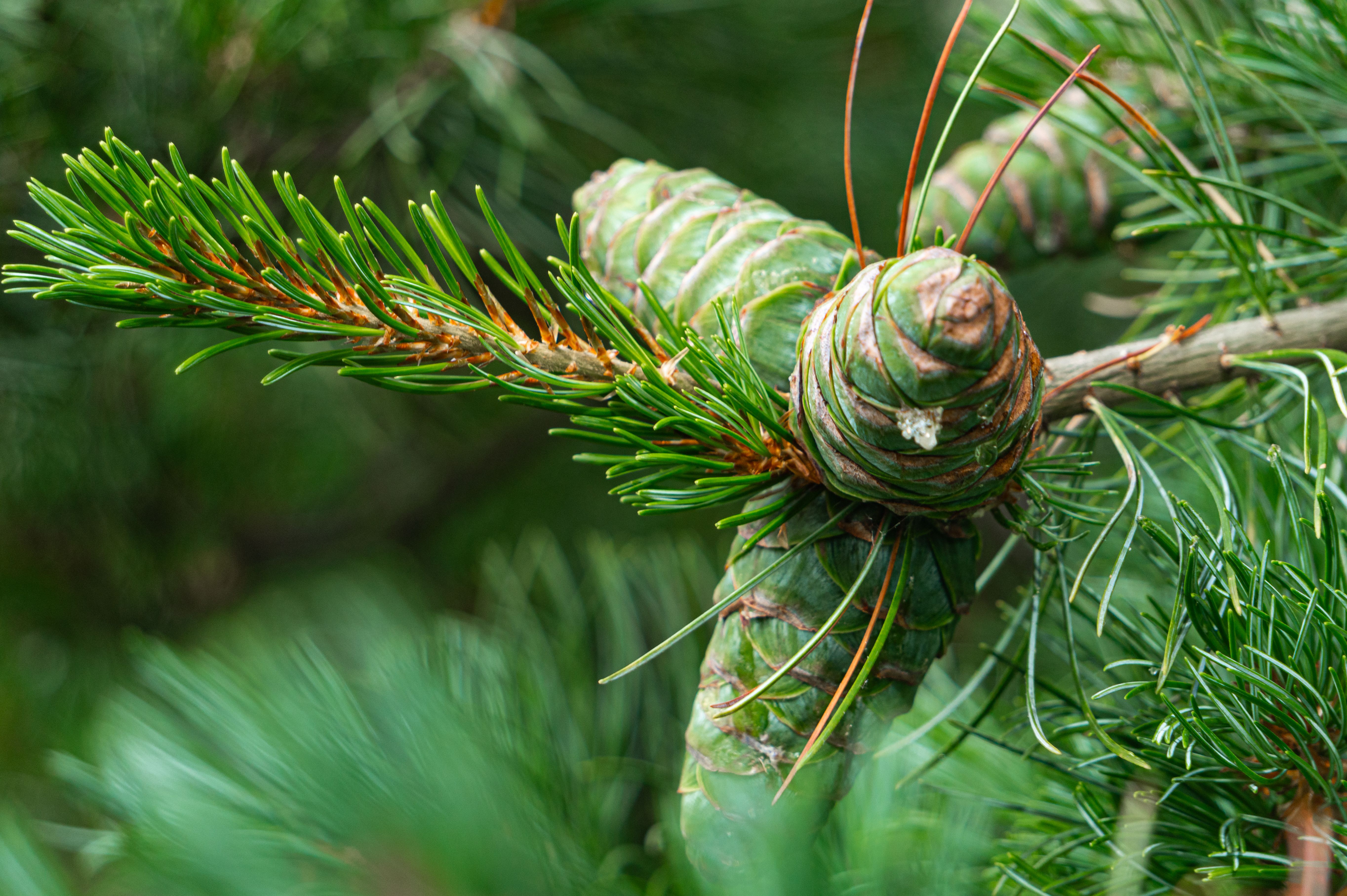 winter essential oils