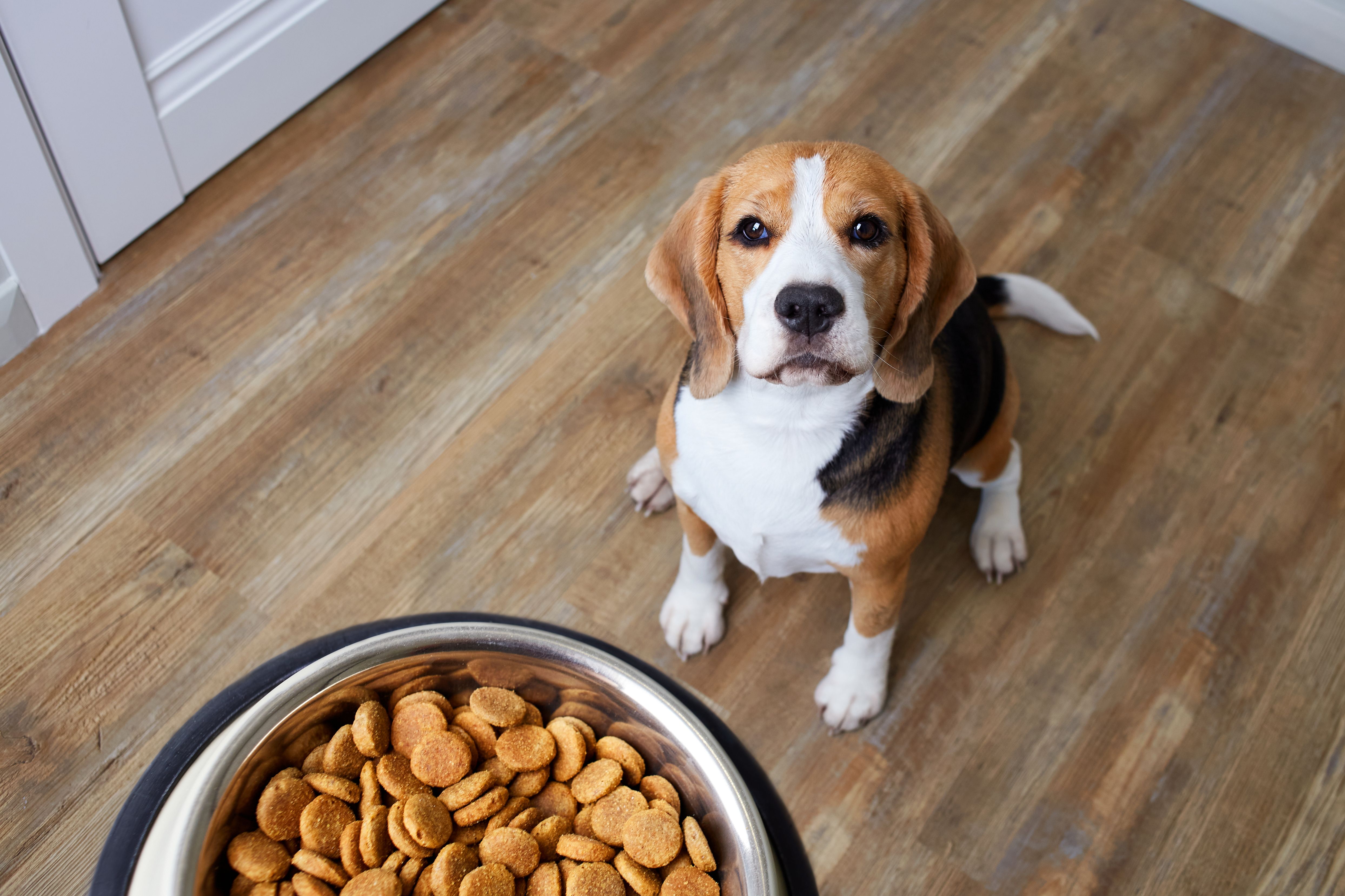 dog kibble bowl