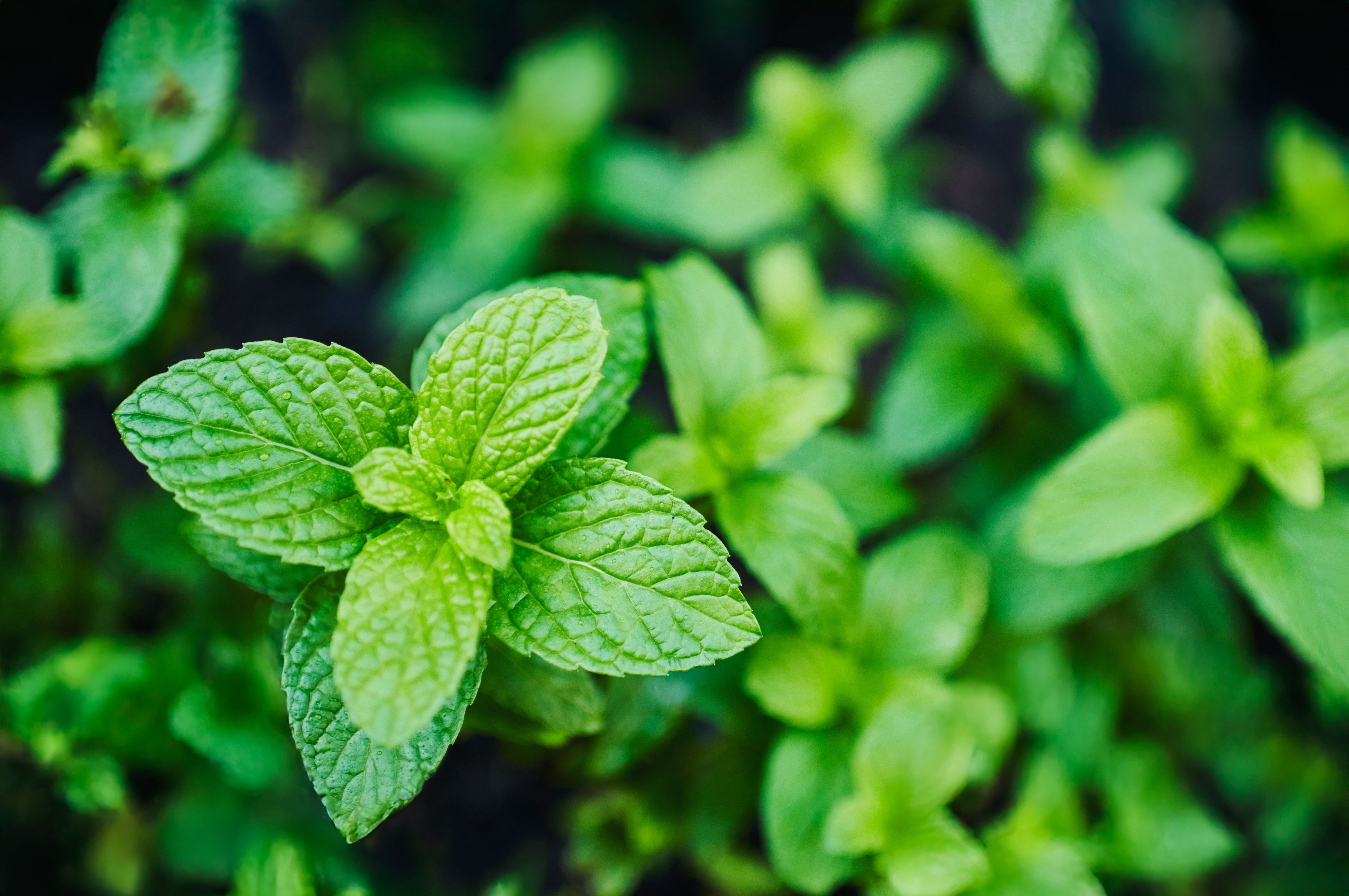 mint leaves
