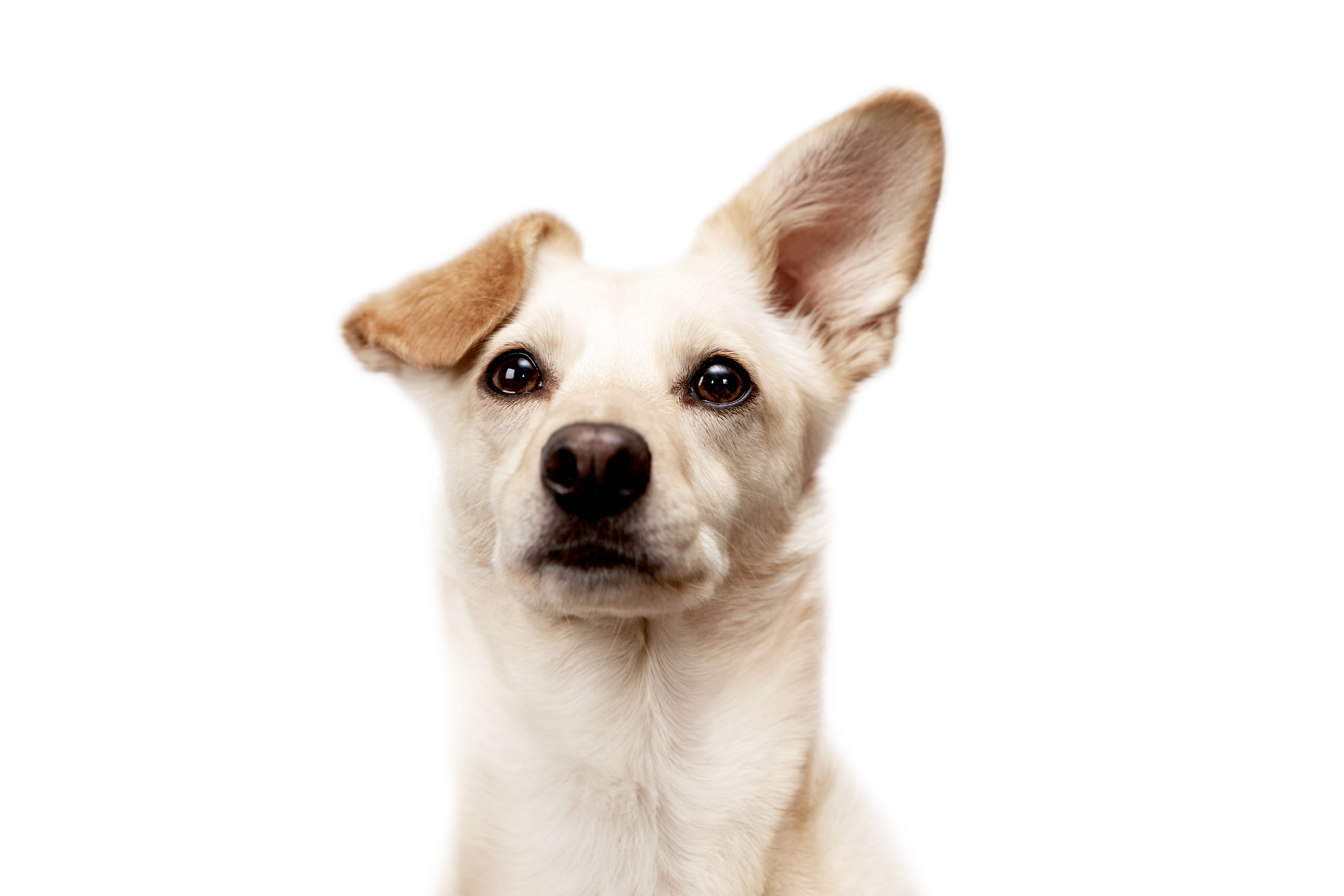 pet portrait