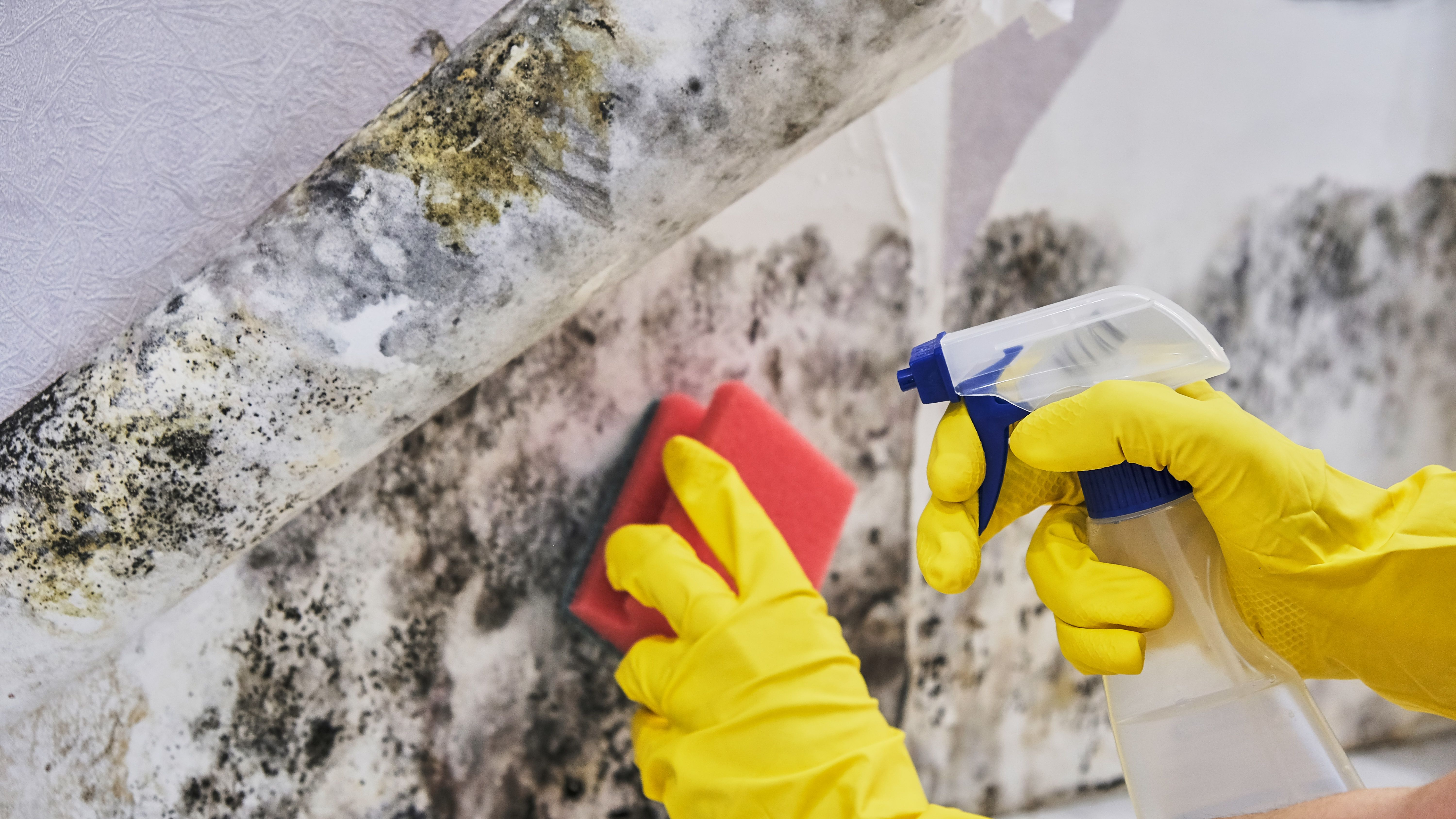 mold health risk