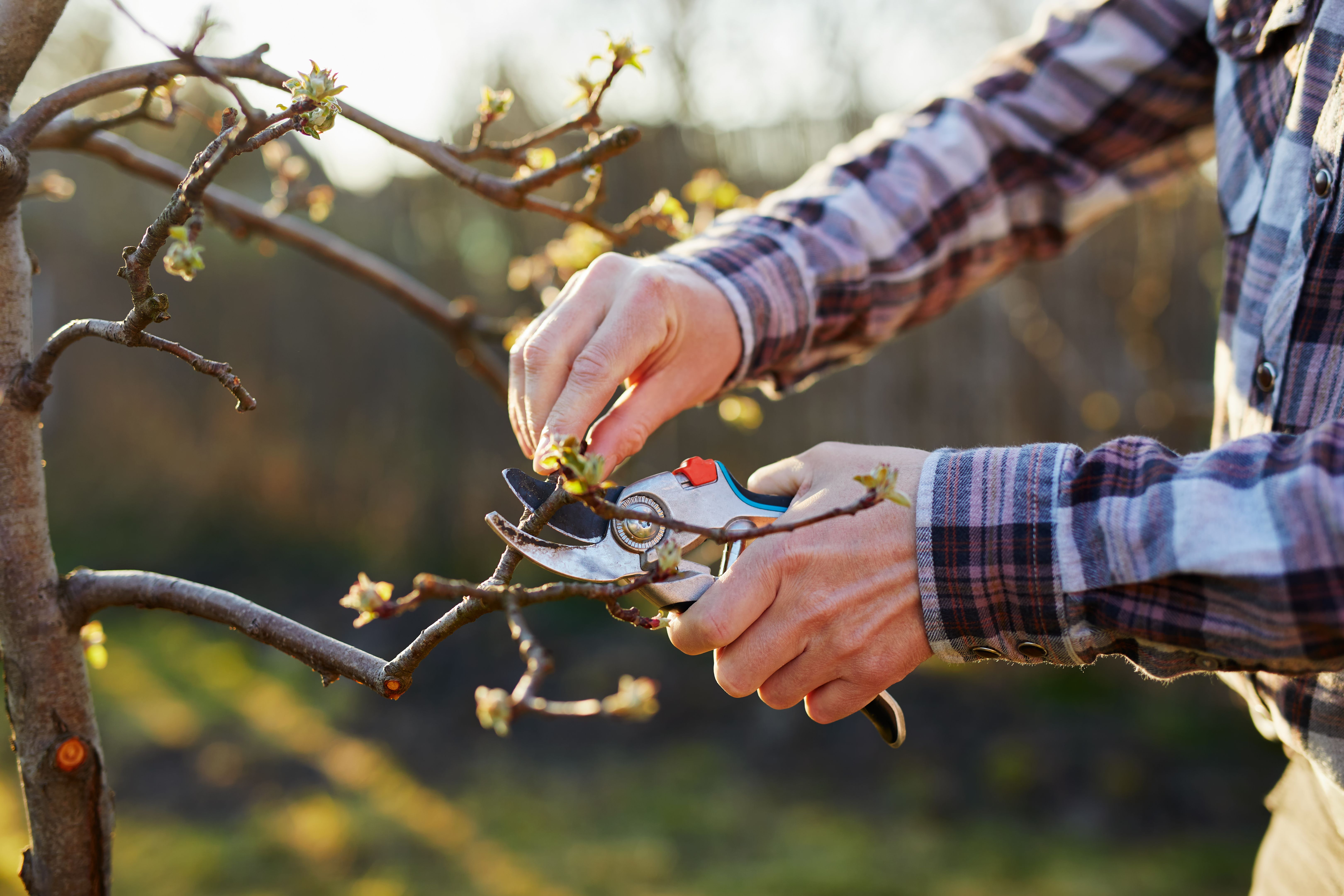 pruning trees