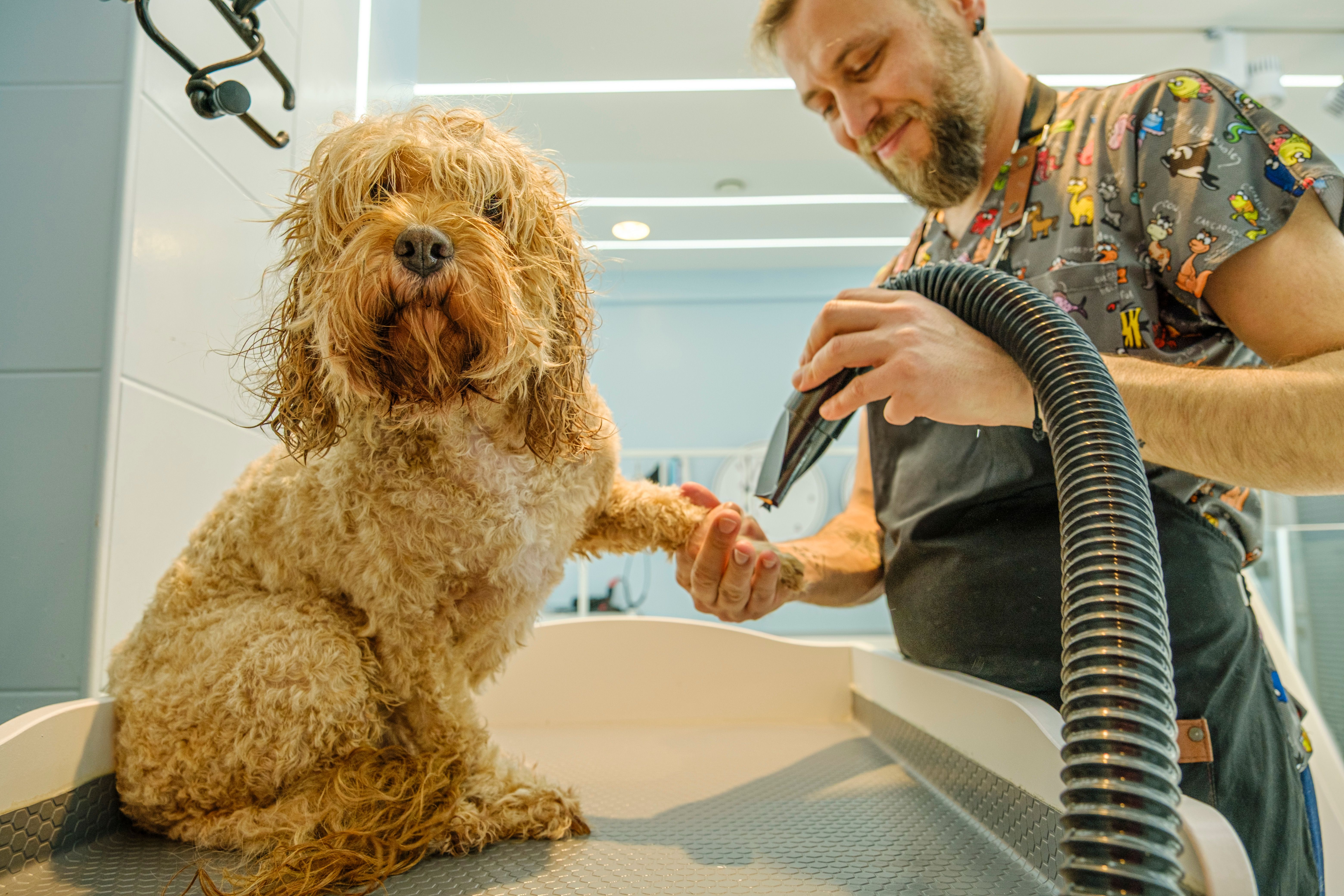 At a pet grooming salon, a middle-aged male groomer is drying the fur of an adorable Cockapoo dog with a blow dryer