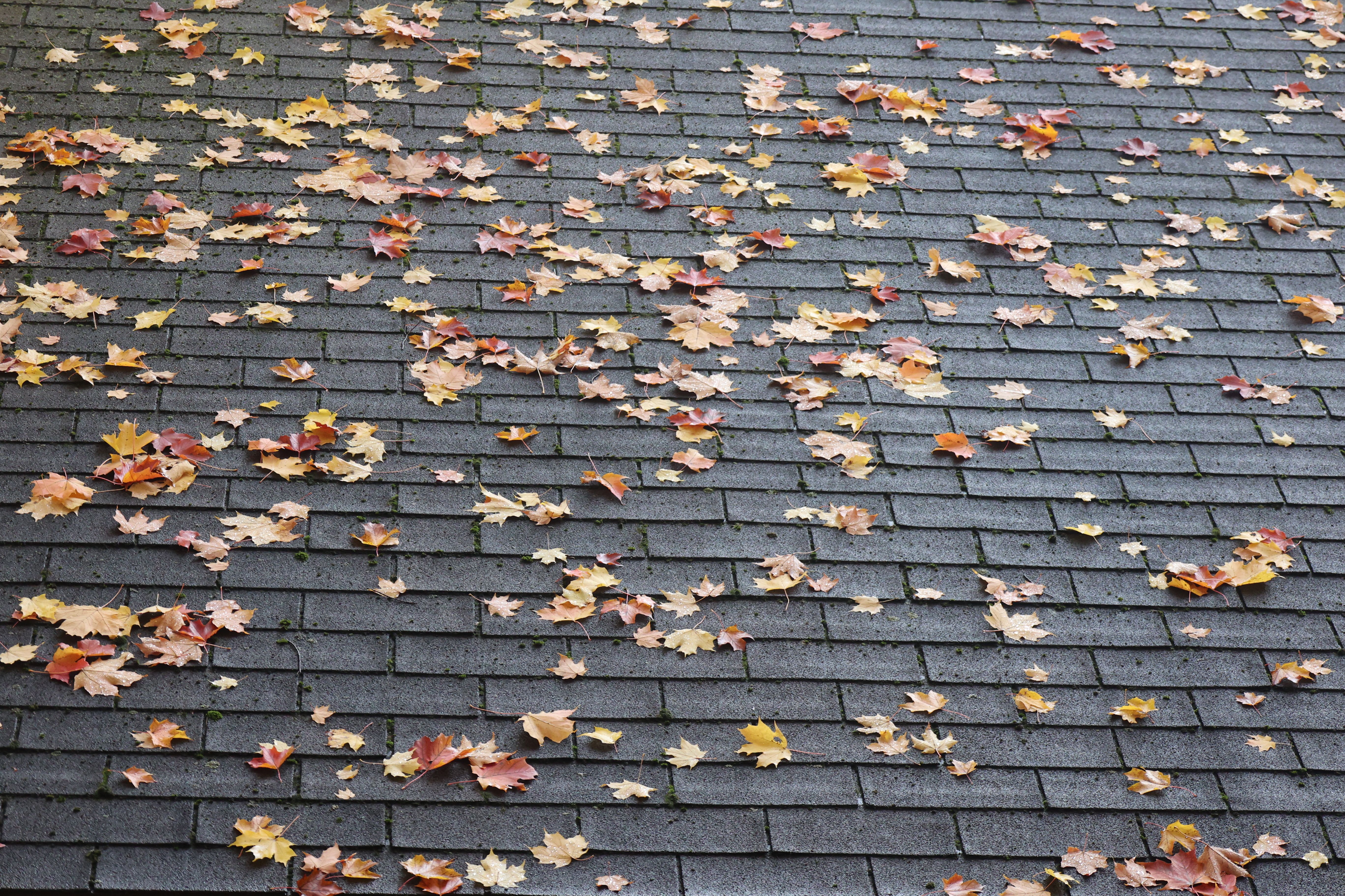 autumn roof inspection
